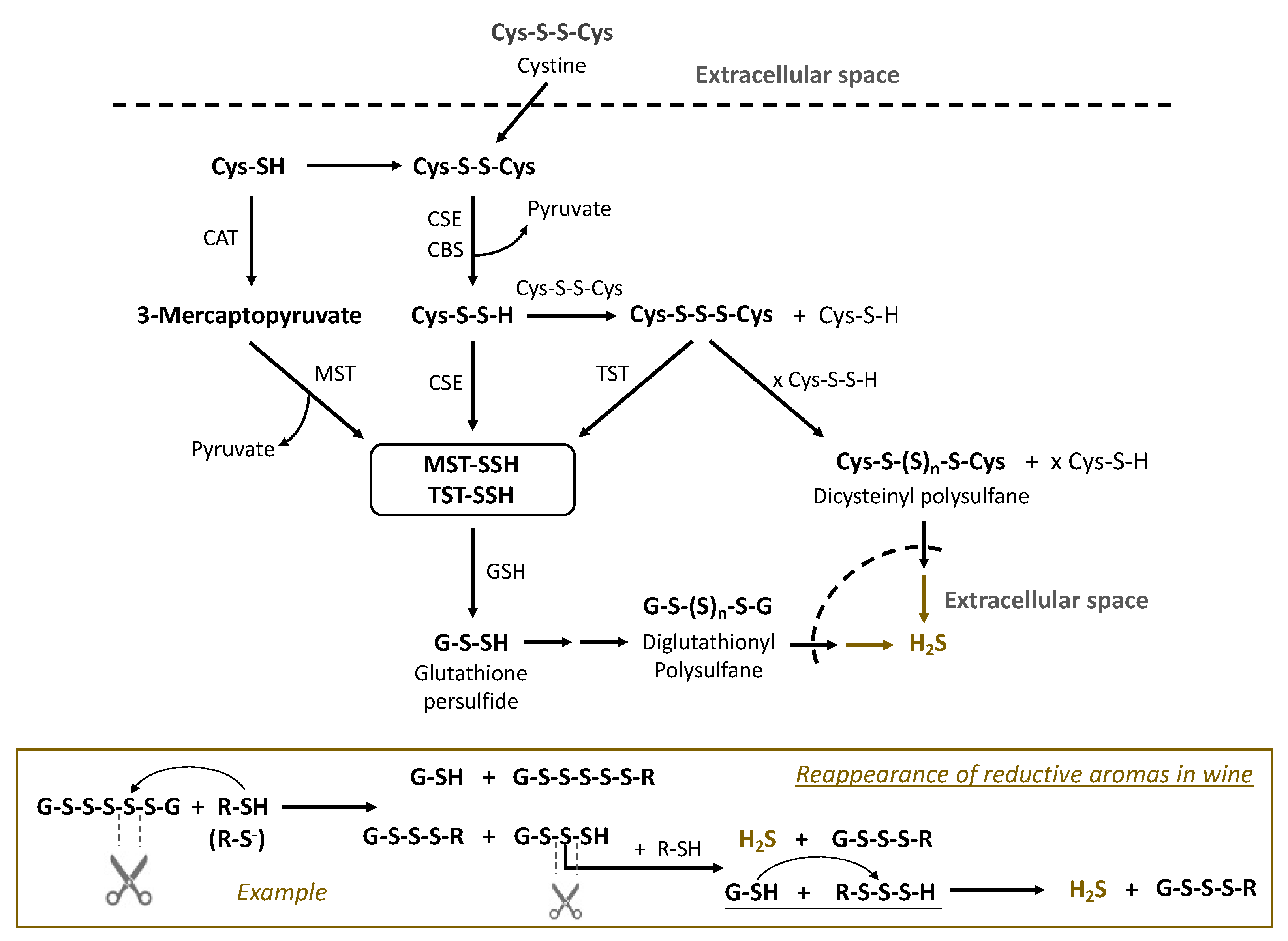 Fermentation 08 00053 g004 550