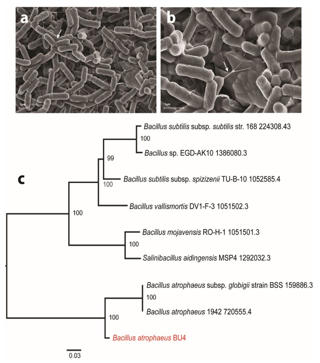 Fermentation 08 00079 g001