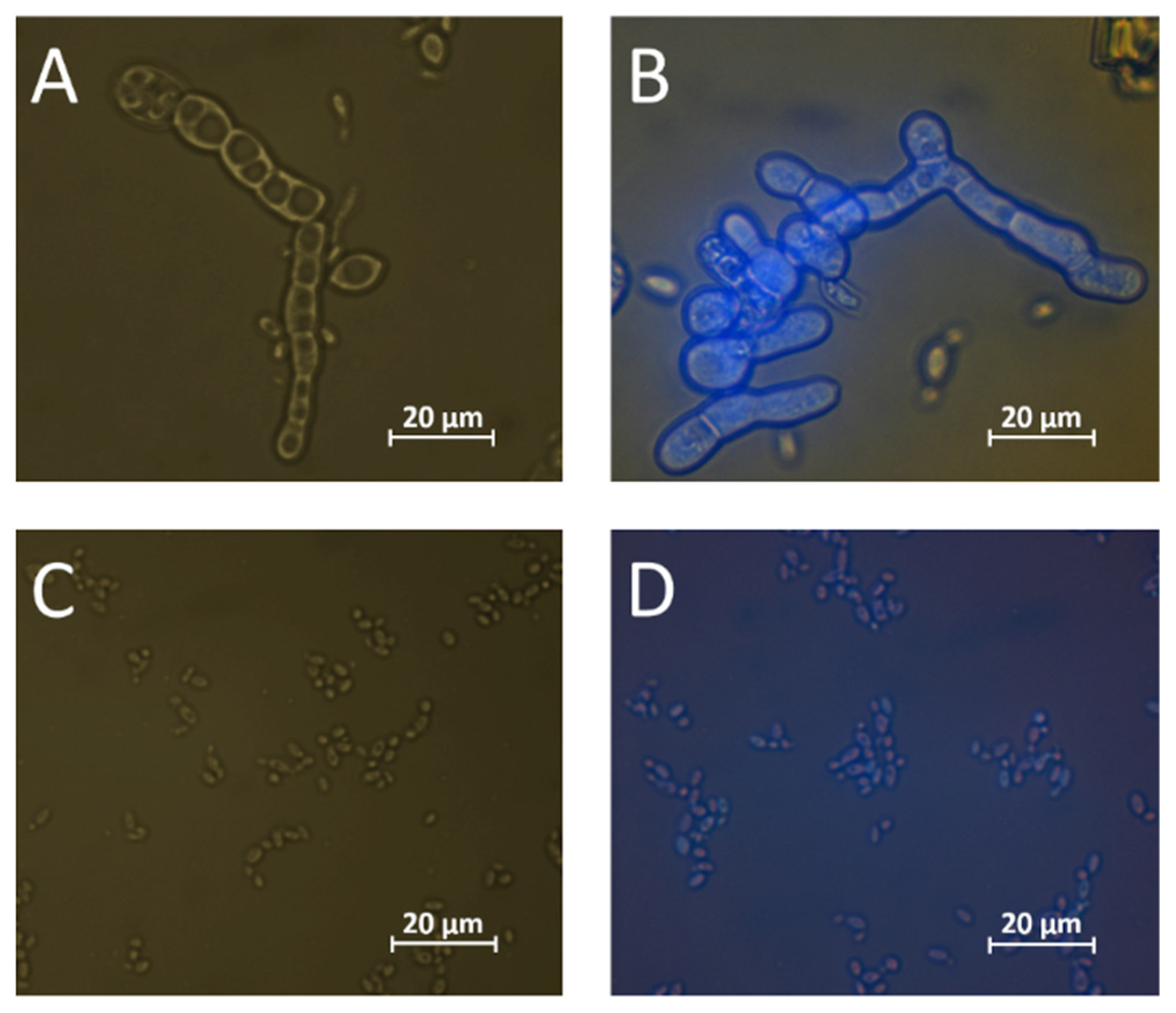 Fermentation 08 00083 g006 550