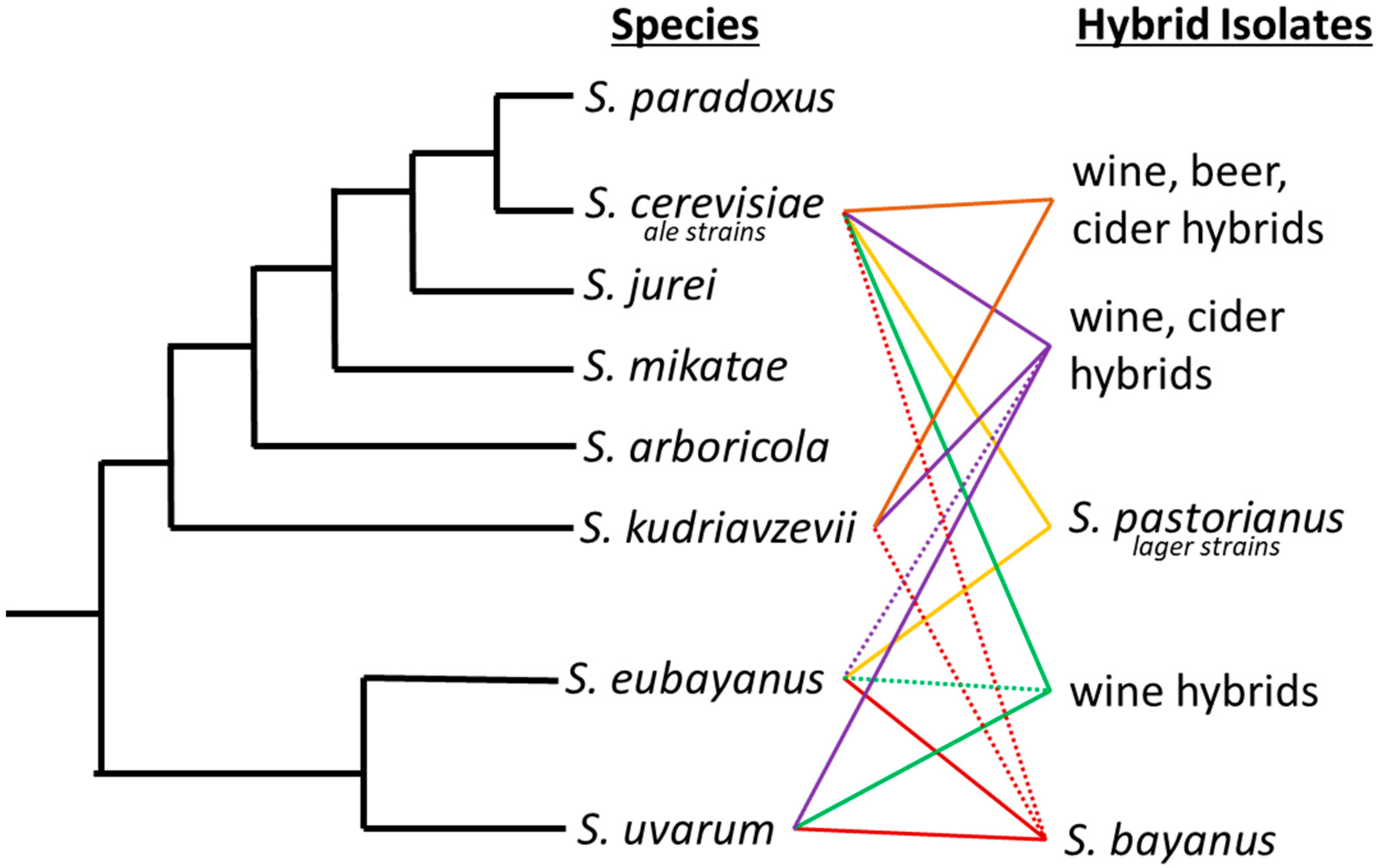 Fermentation 08 00087 g001