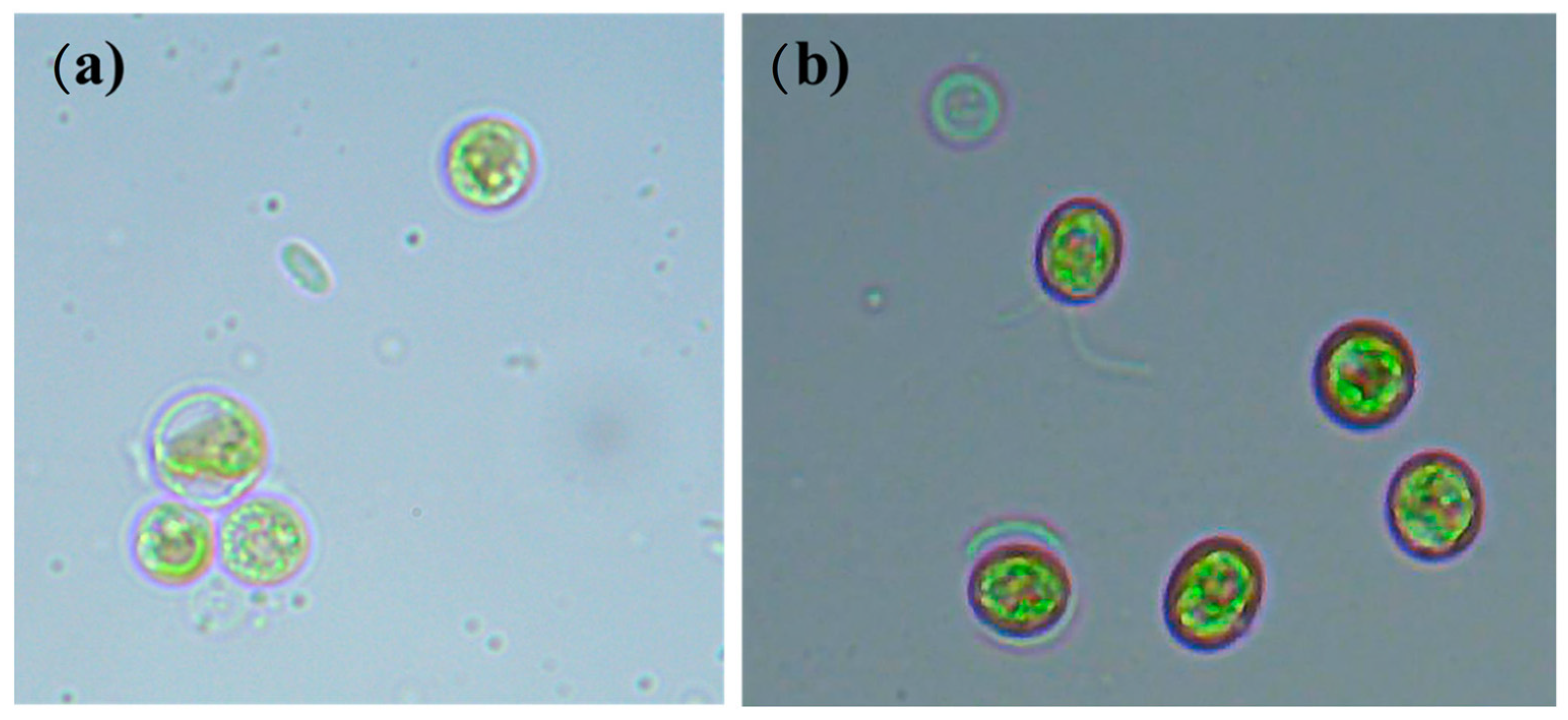 Fermentation 08 00186 g001