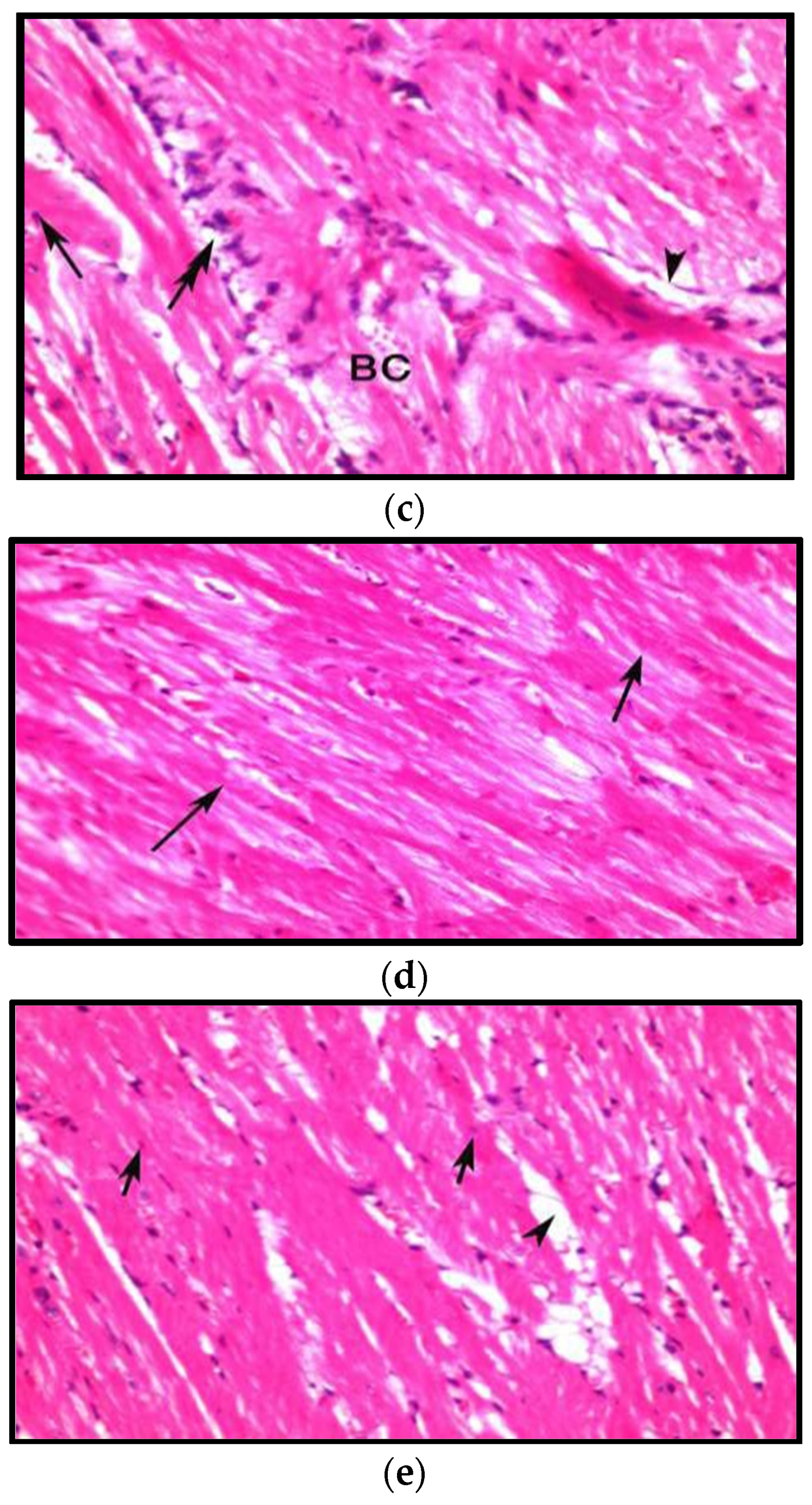 Fermentation 08 00220 g006b