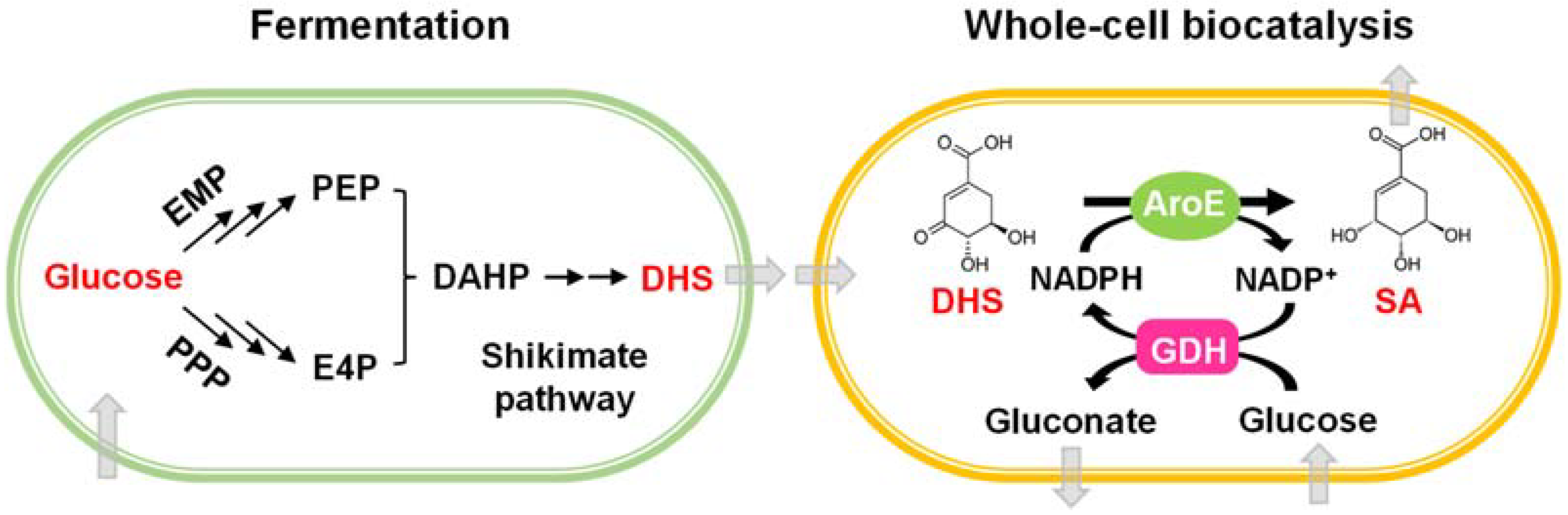 Fermentation 08 00229 g001