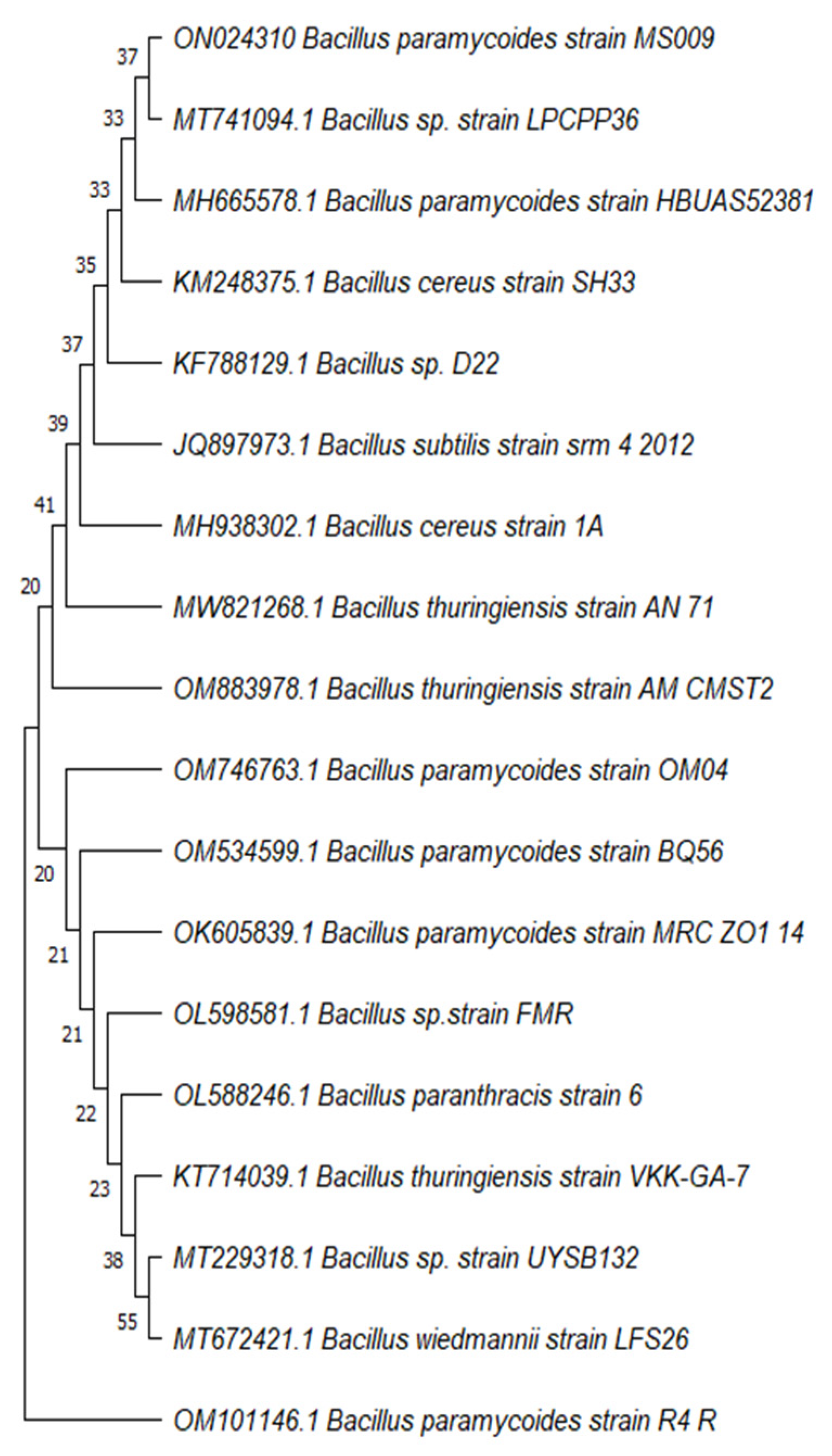 Fermentation 08 00241 g001