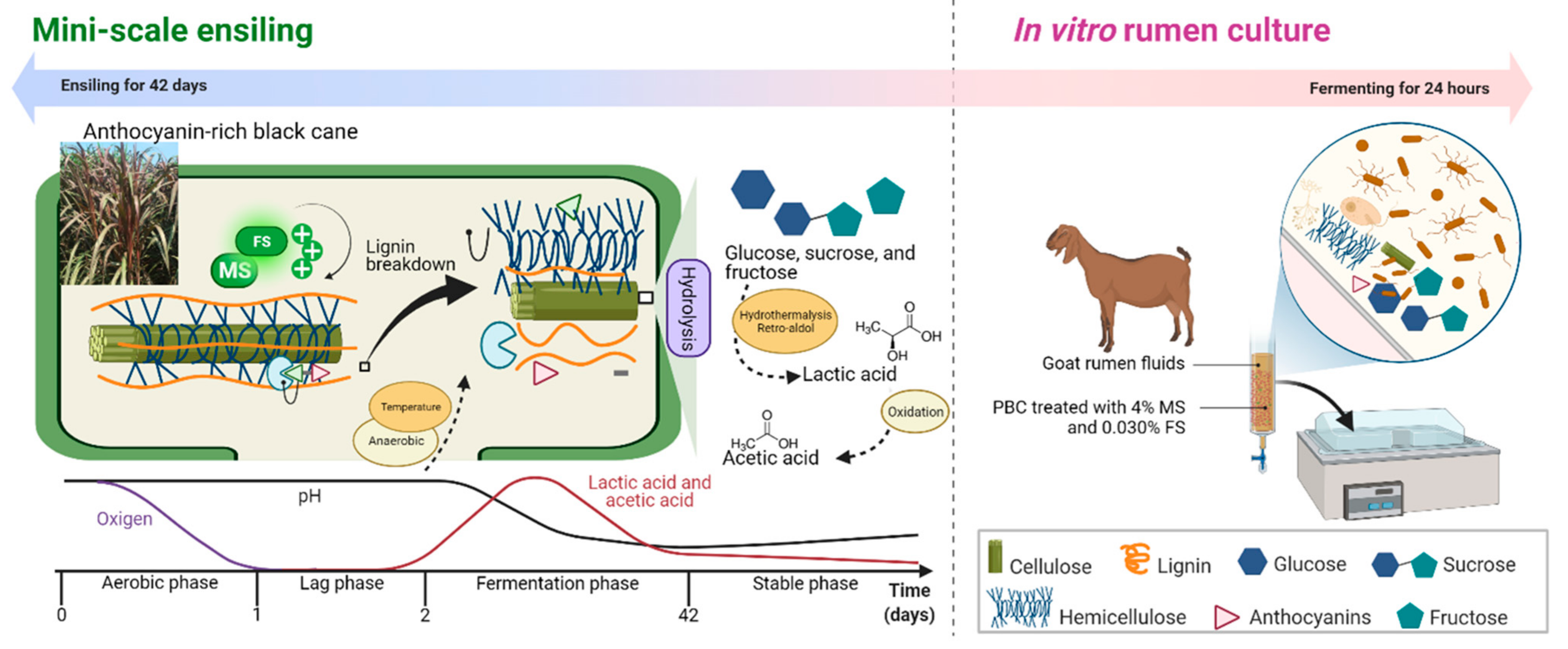 Fermentation | Free Full-Text | Optimizing Anthocyanin-Rich Black