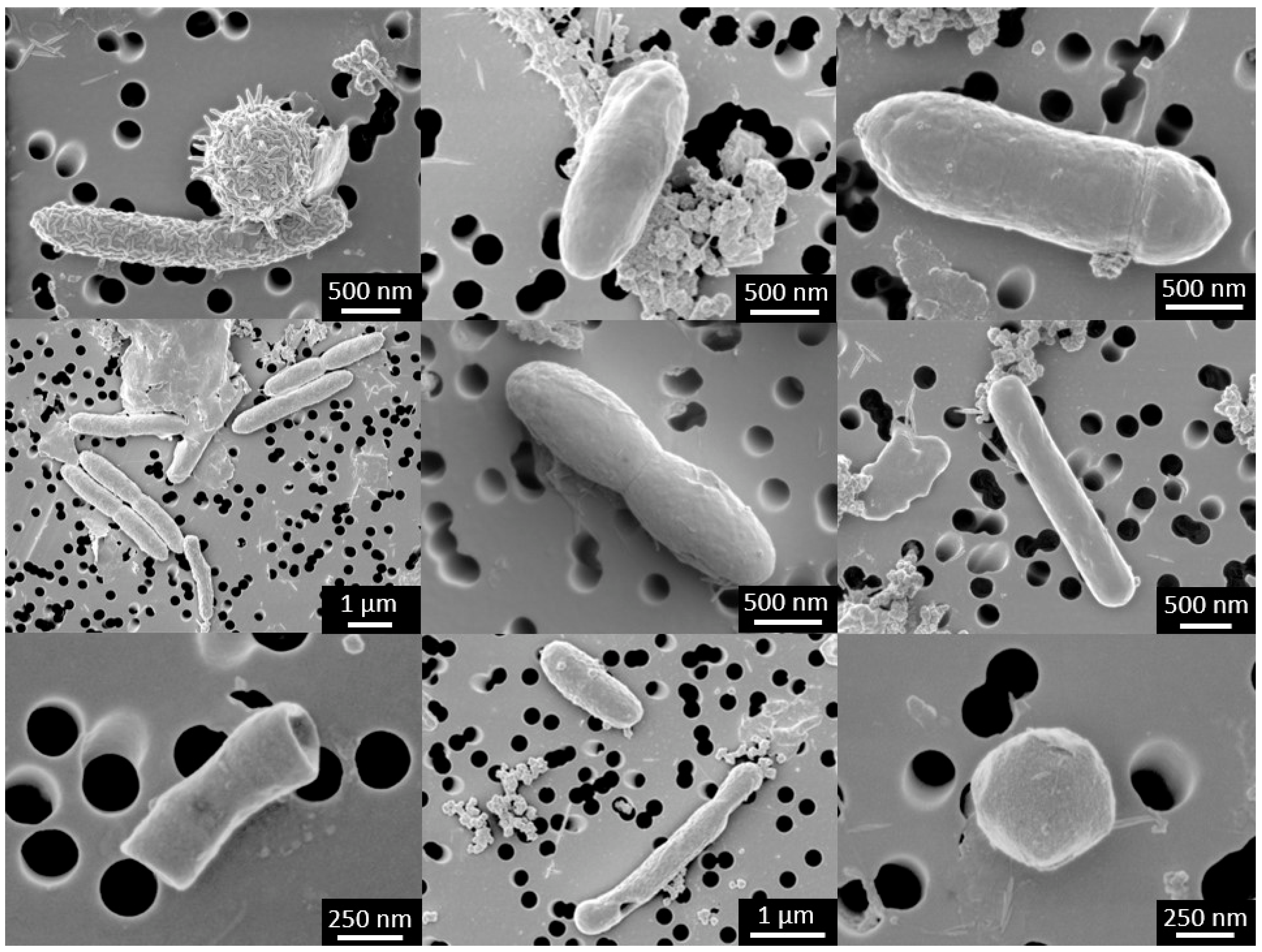 Fermentation 08 00251 g002 550