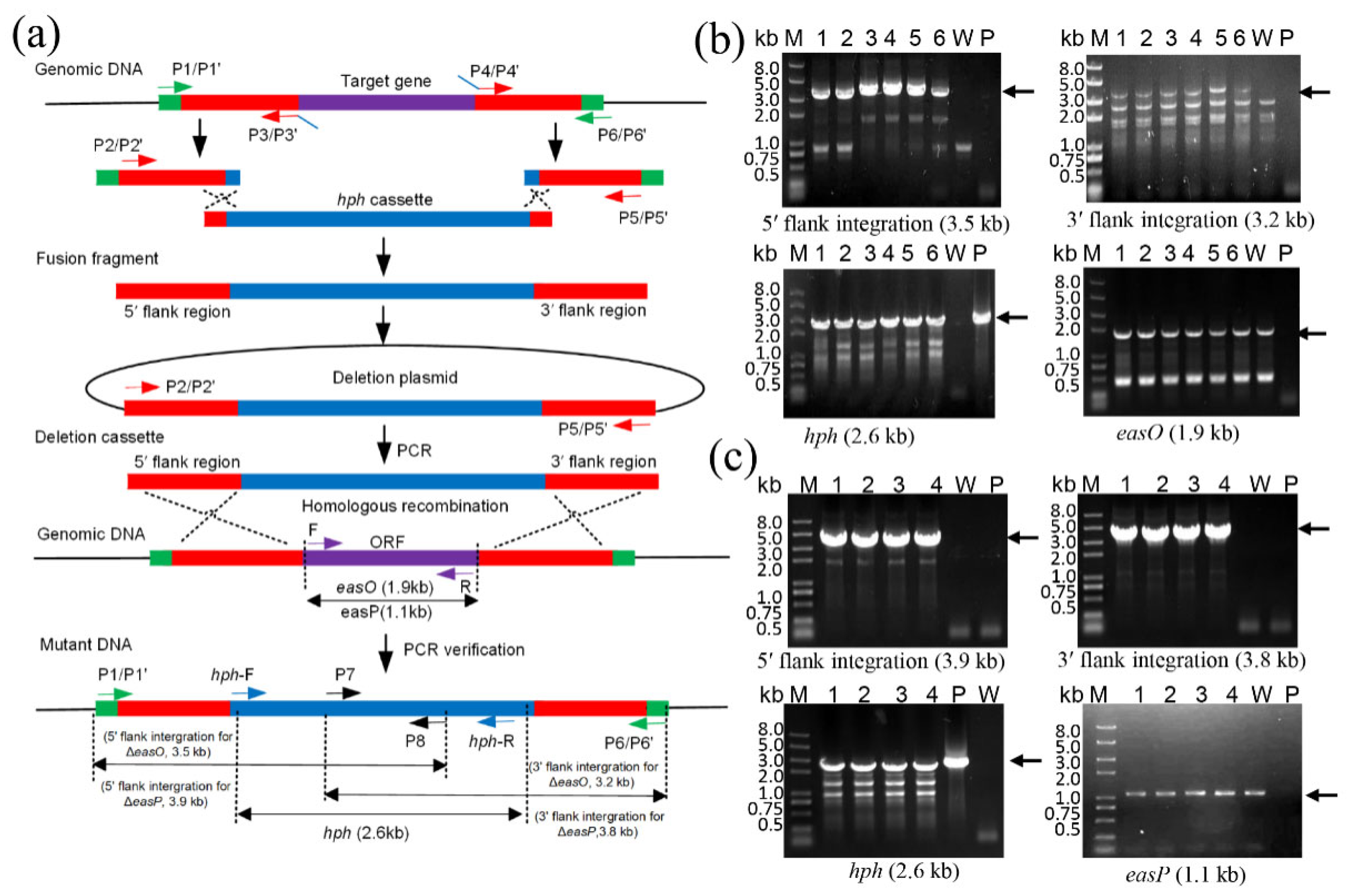 Fermentation 08 00263 g003 550