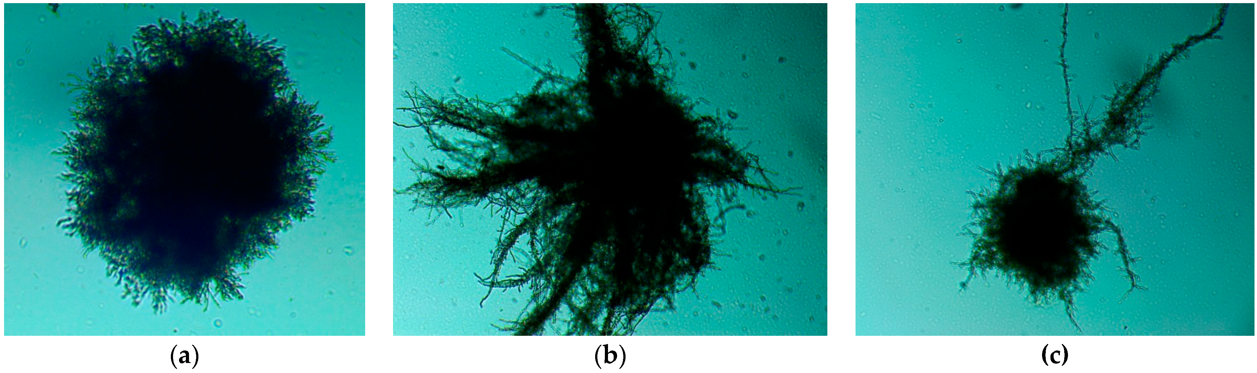 Fermentation 08 00271 g003