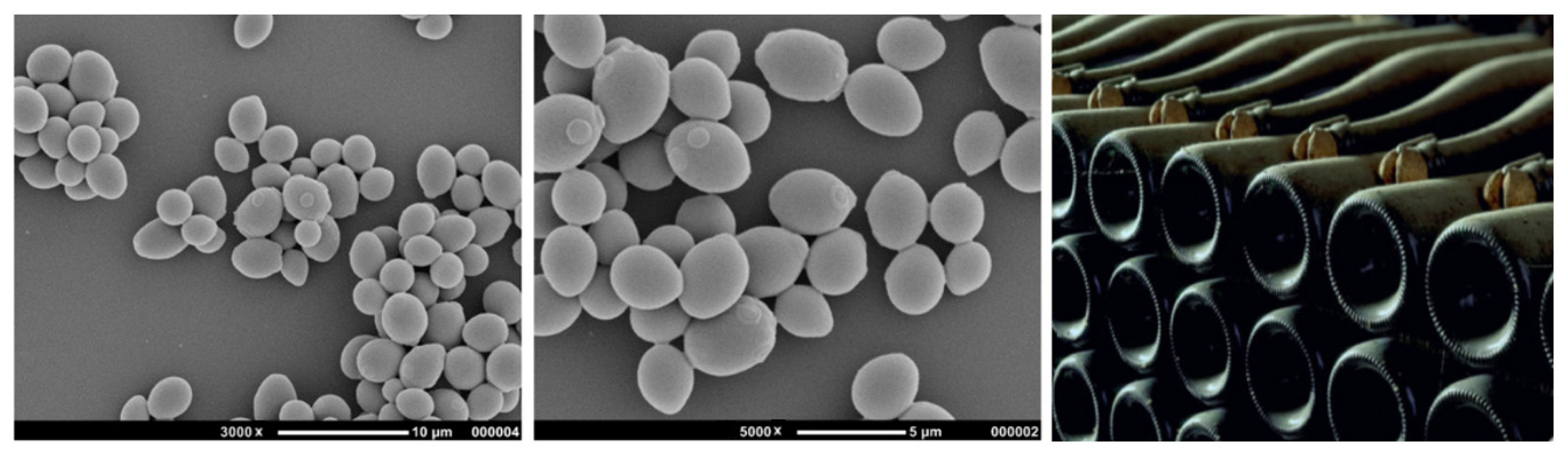 Fermentation 08 00275 g002