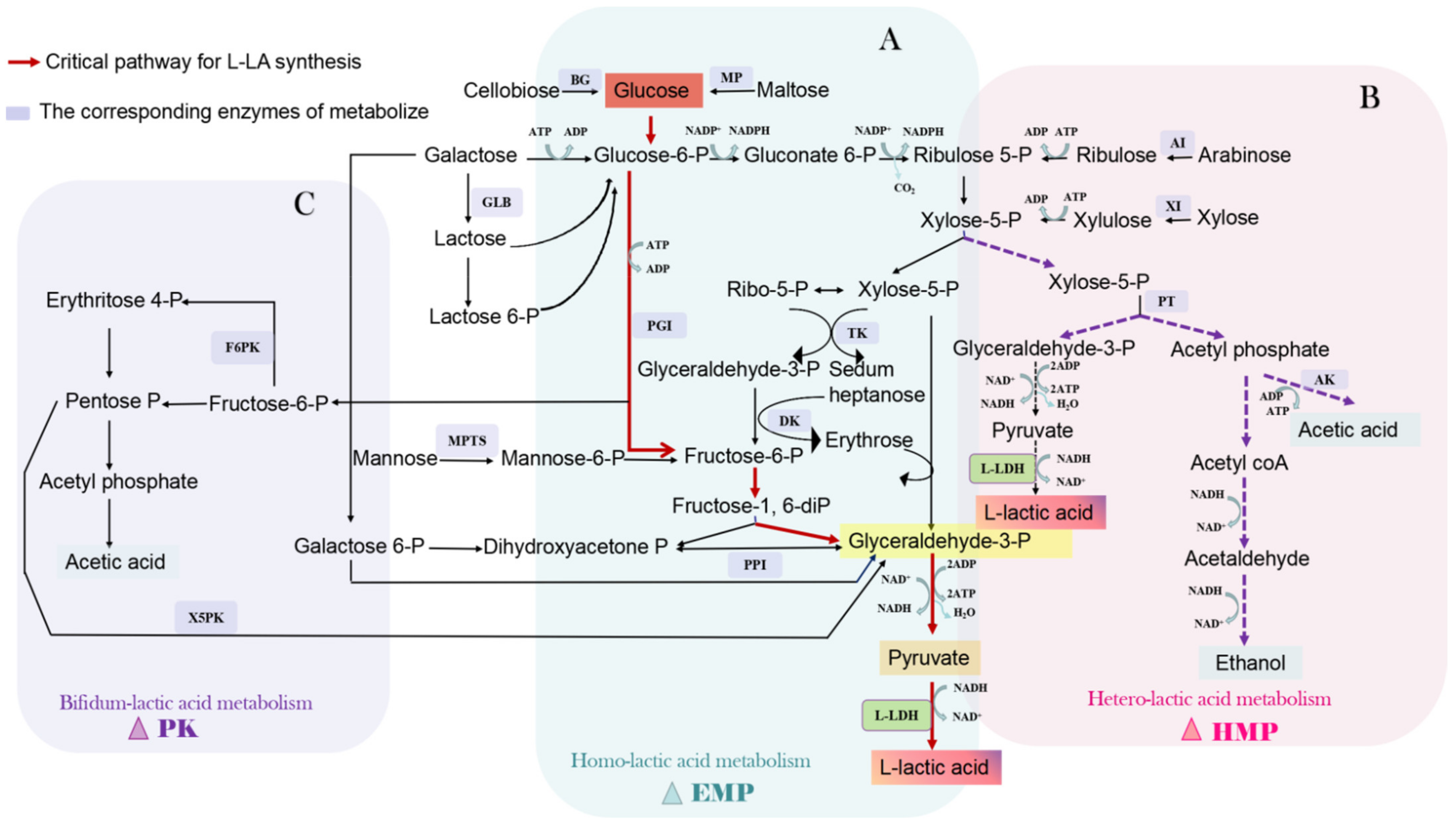 Fermentation 08 00279 g001