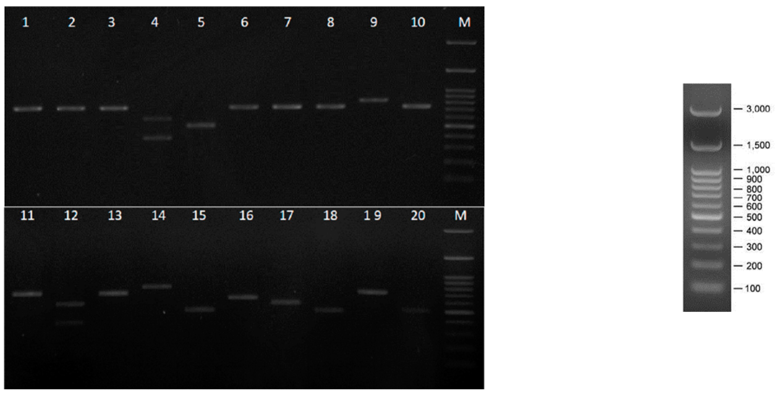 Fermentation 08 00283 g001
