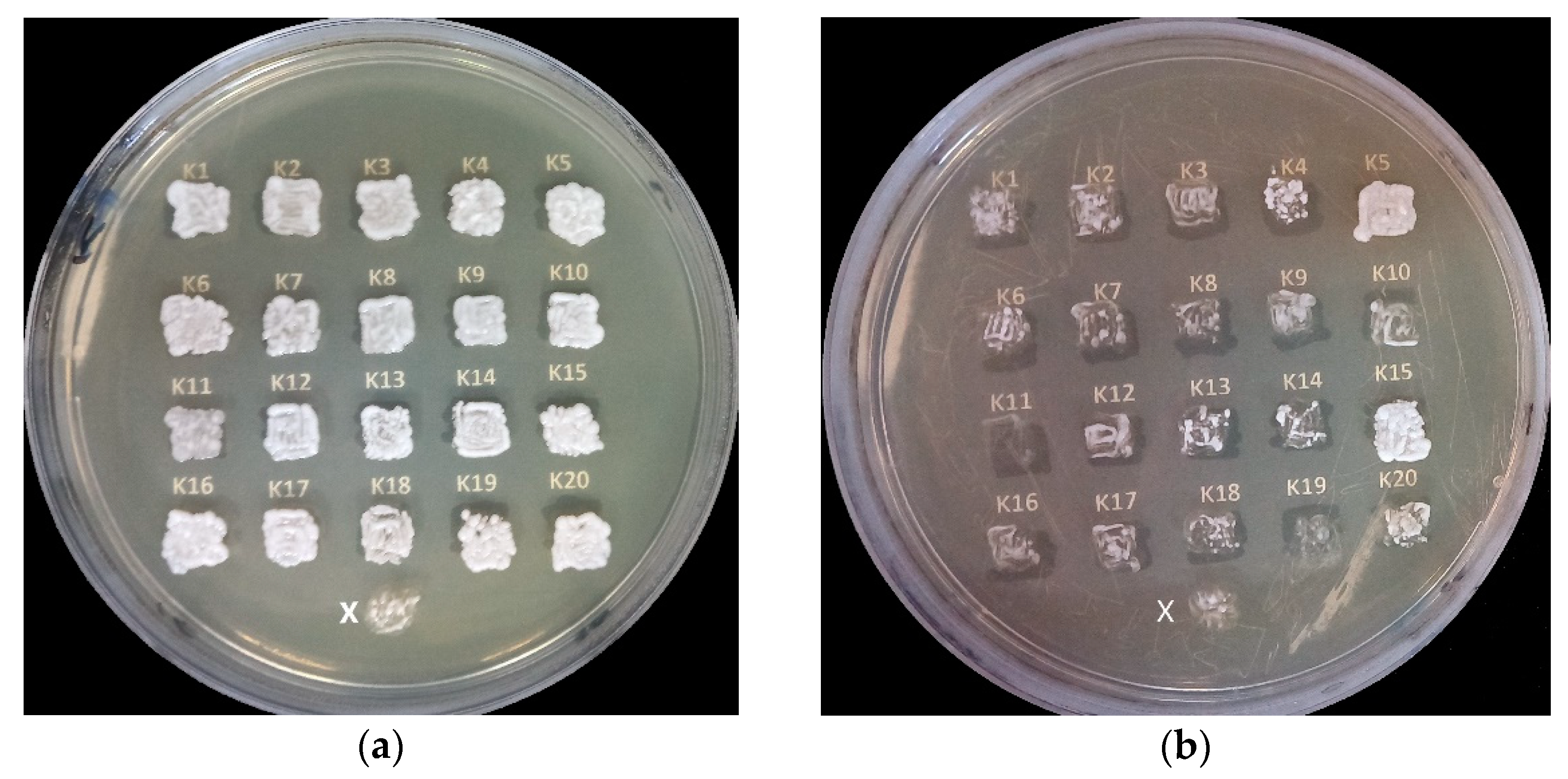 Fermentation 08 00283 g006