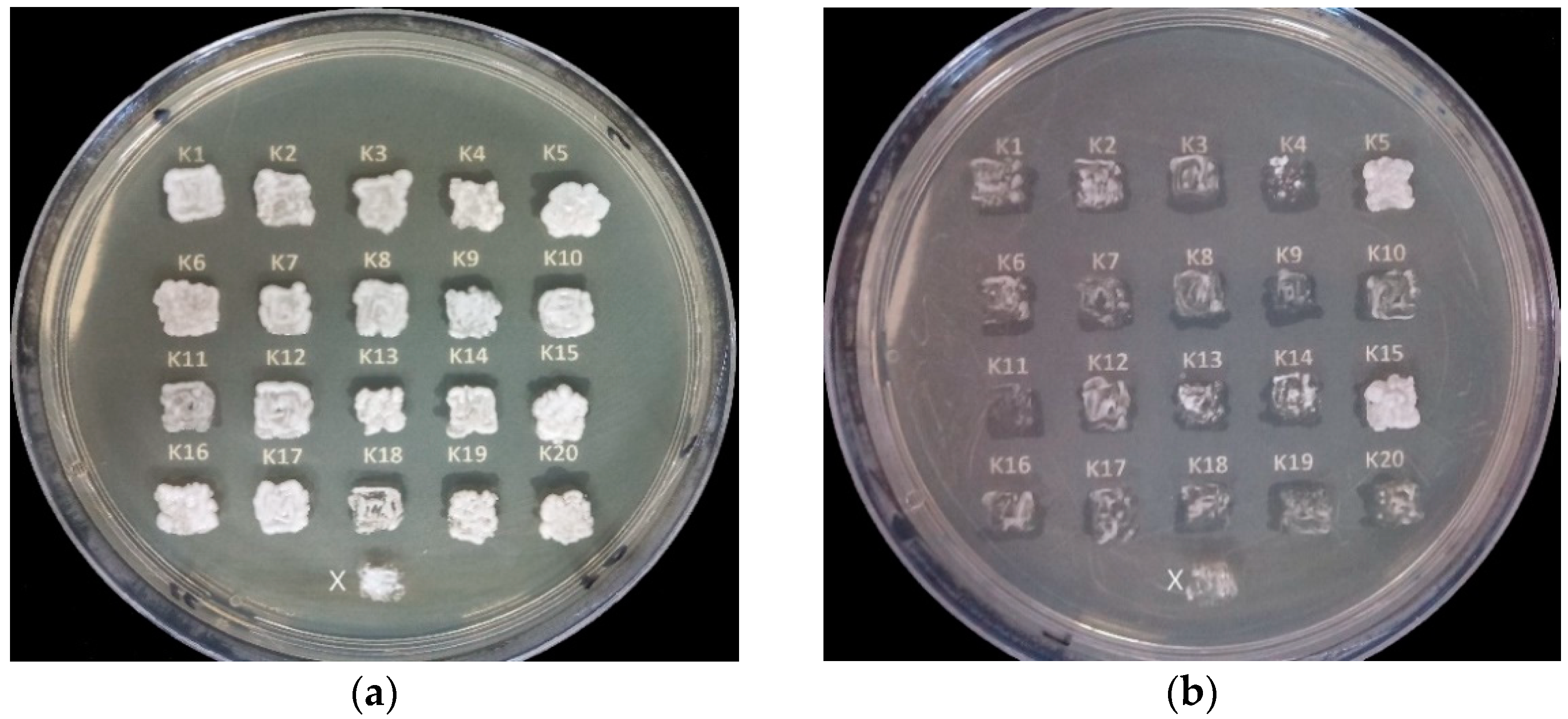 Fermentation 08 00283 g007