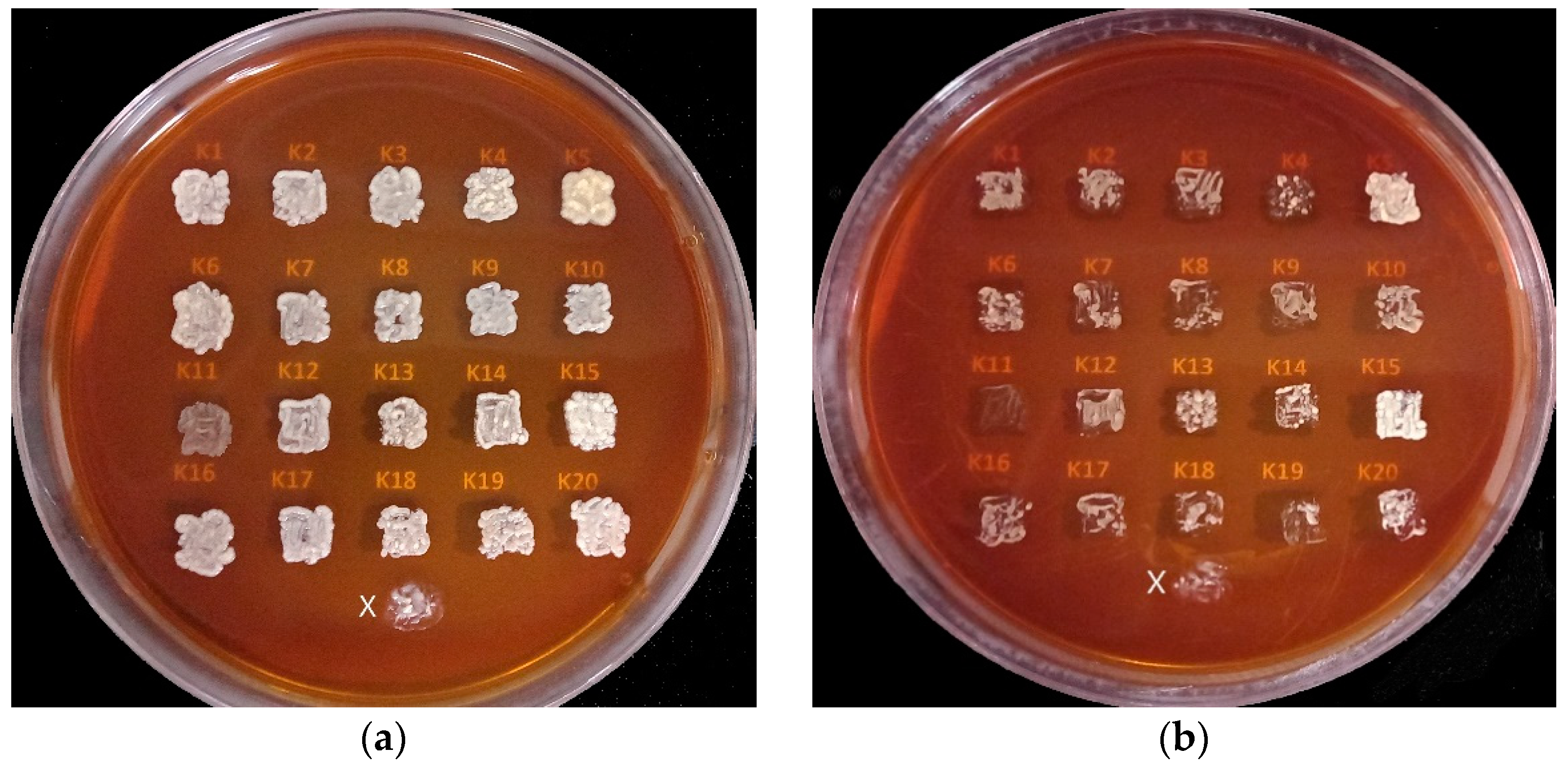 Fermentation 08 00283 g008
