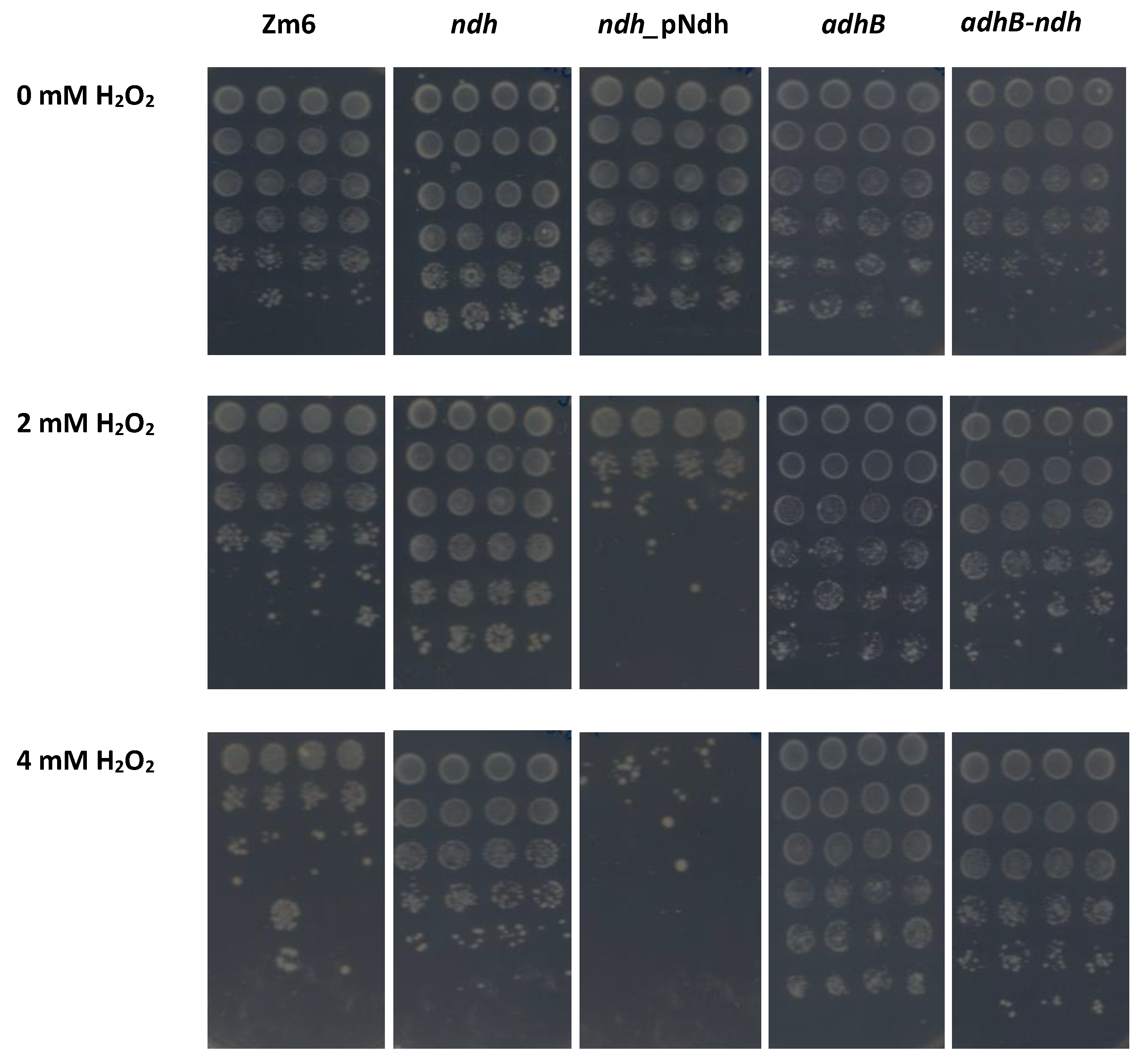 Fermentation 08 00289 g003
