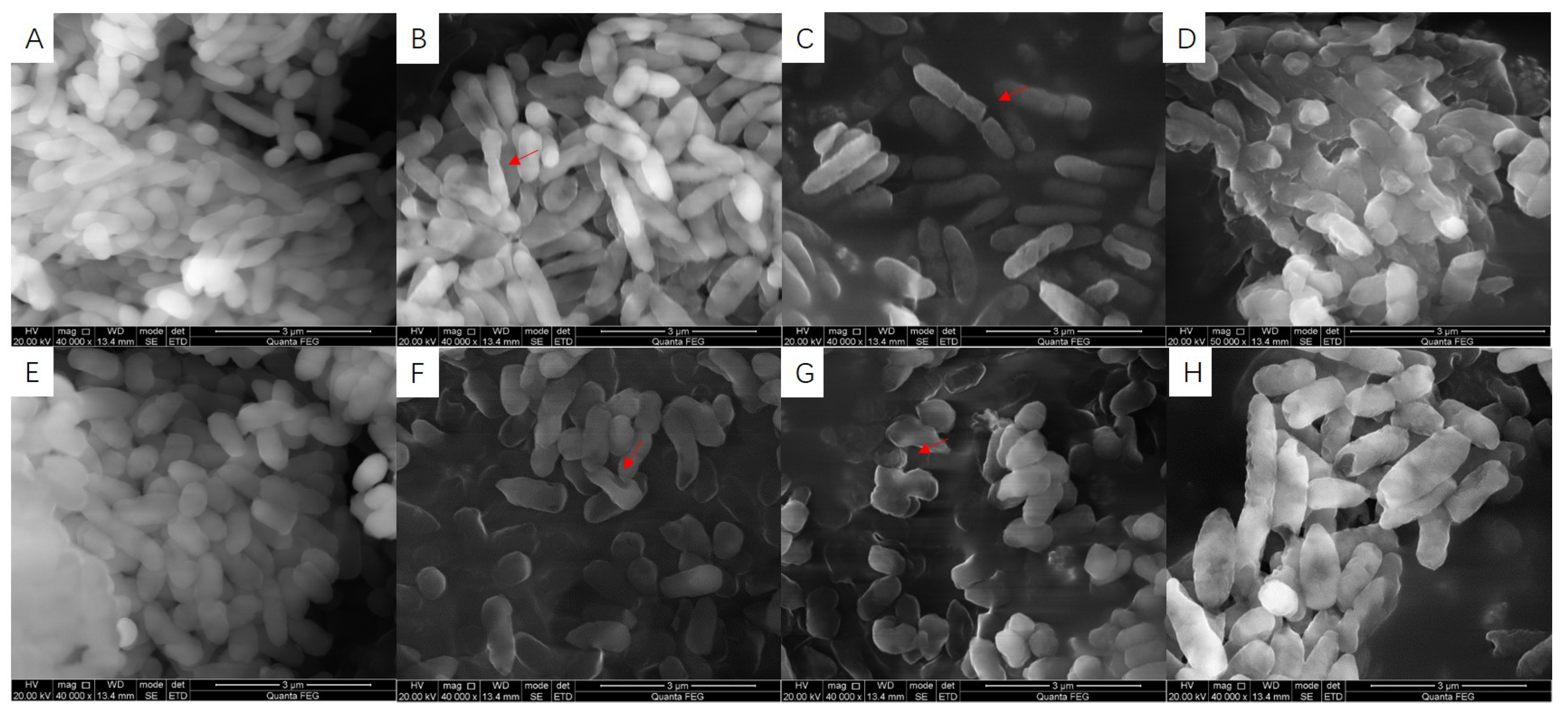 Fermentation 08 00298 g010 Fermentation 08 00298 g010