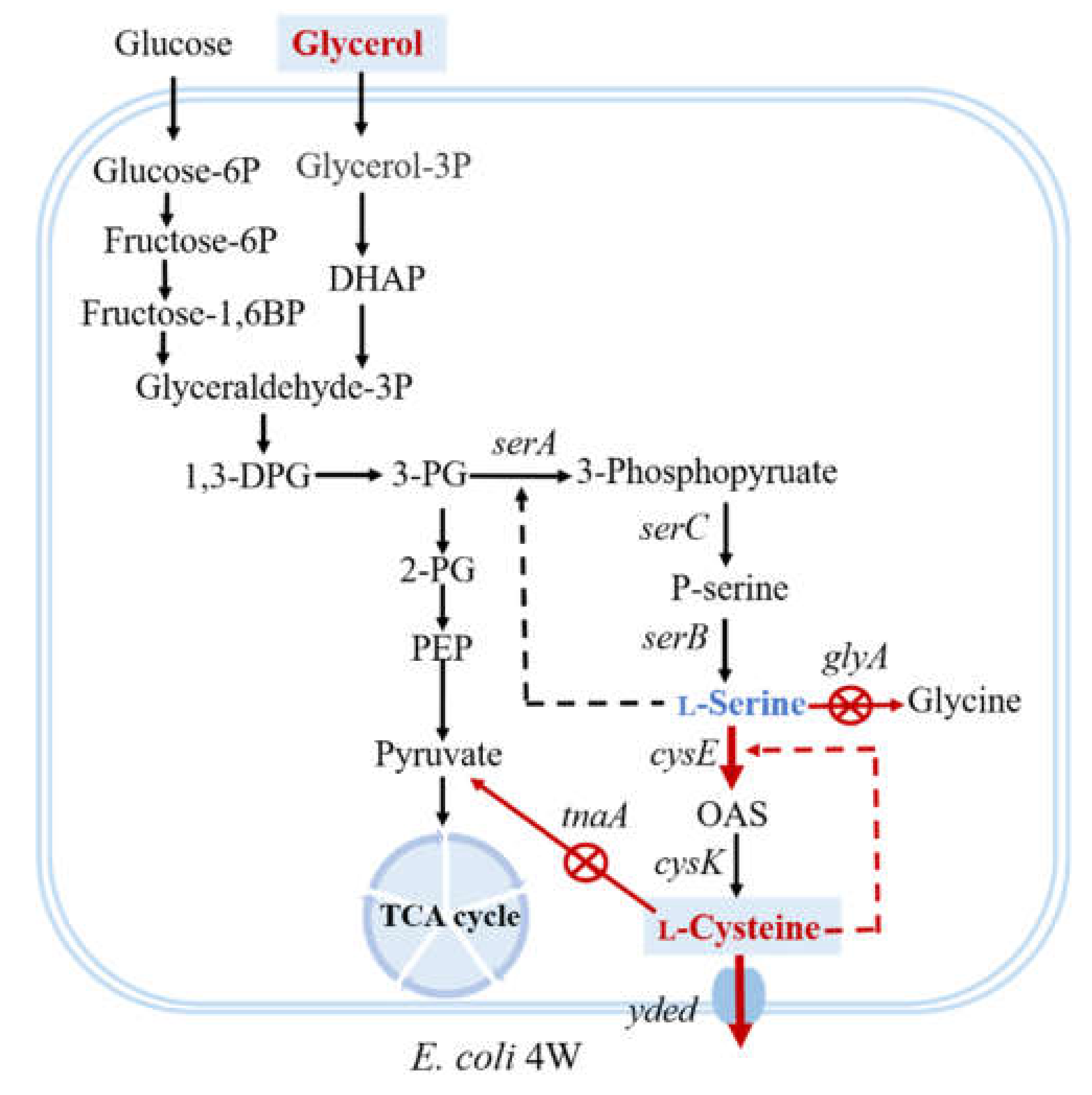 Fermentation 08 00299 g001 Fermentation 08 00299 g001