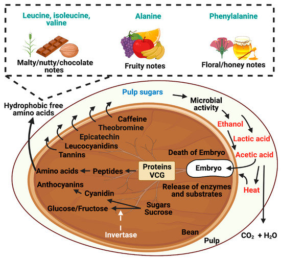 Fermentation Free FullText Yeasts as Producers of Flavor