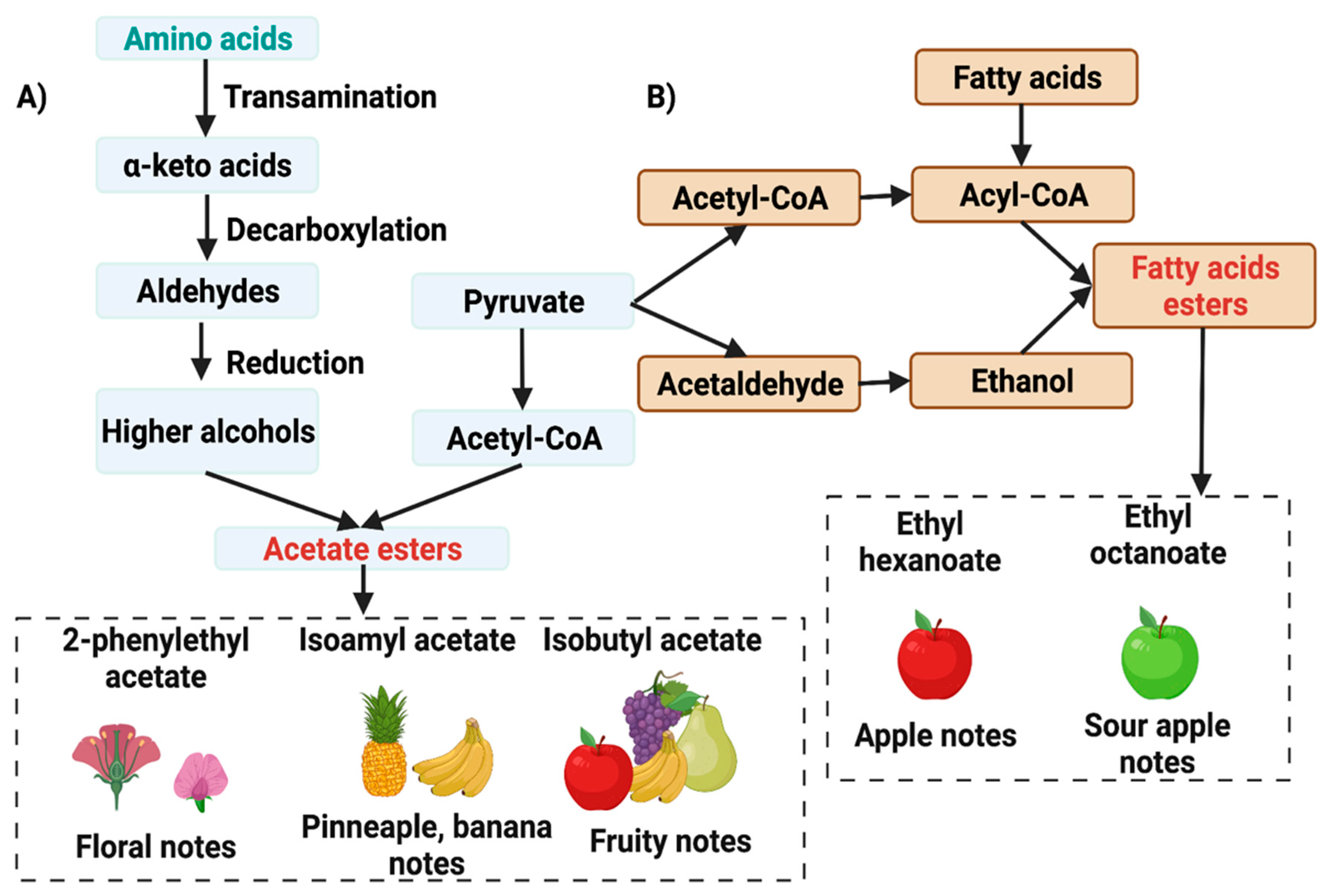 Fermentation 08 00331 g004