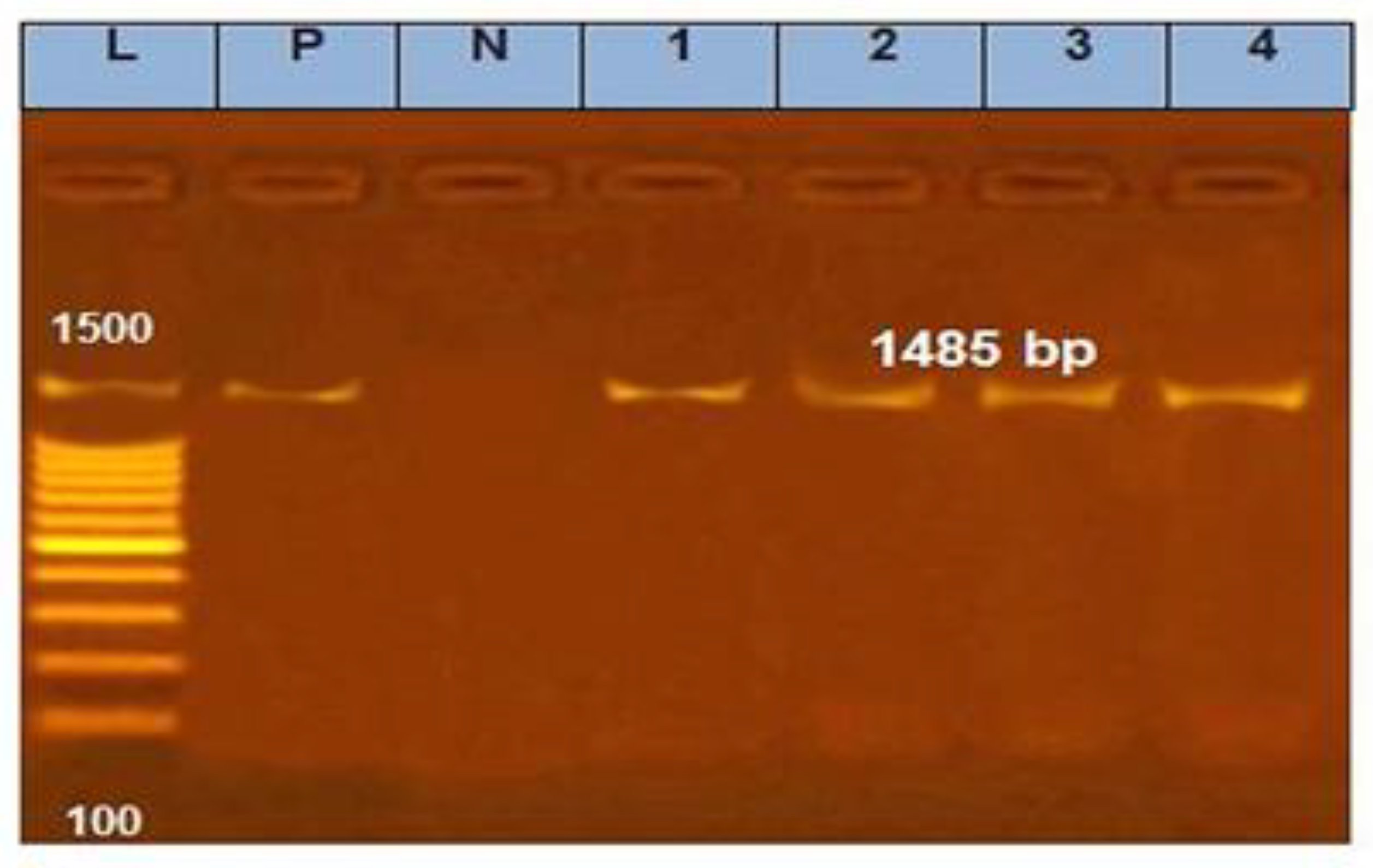 Fermentation 08 00350 g001 Fermentation 08 00350 g001