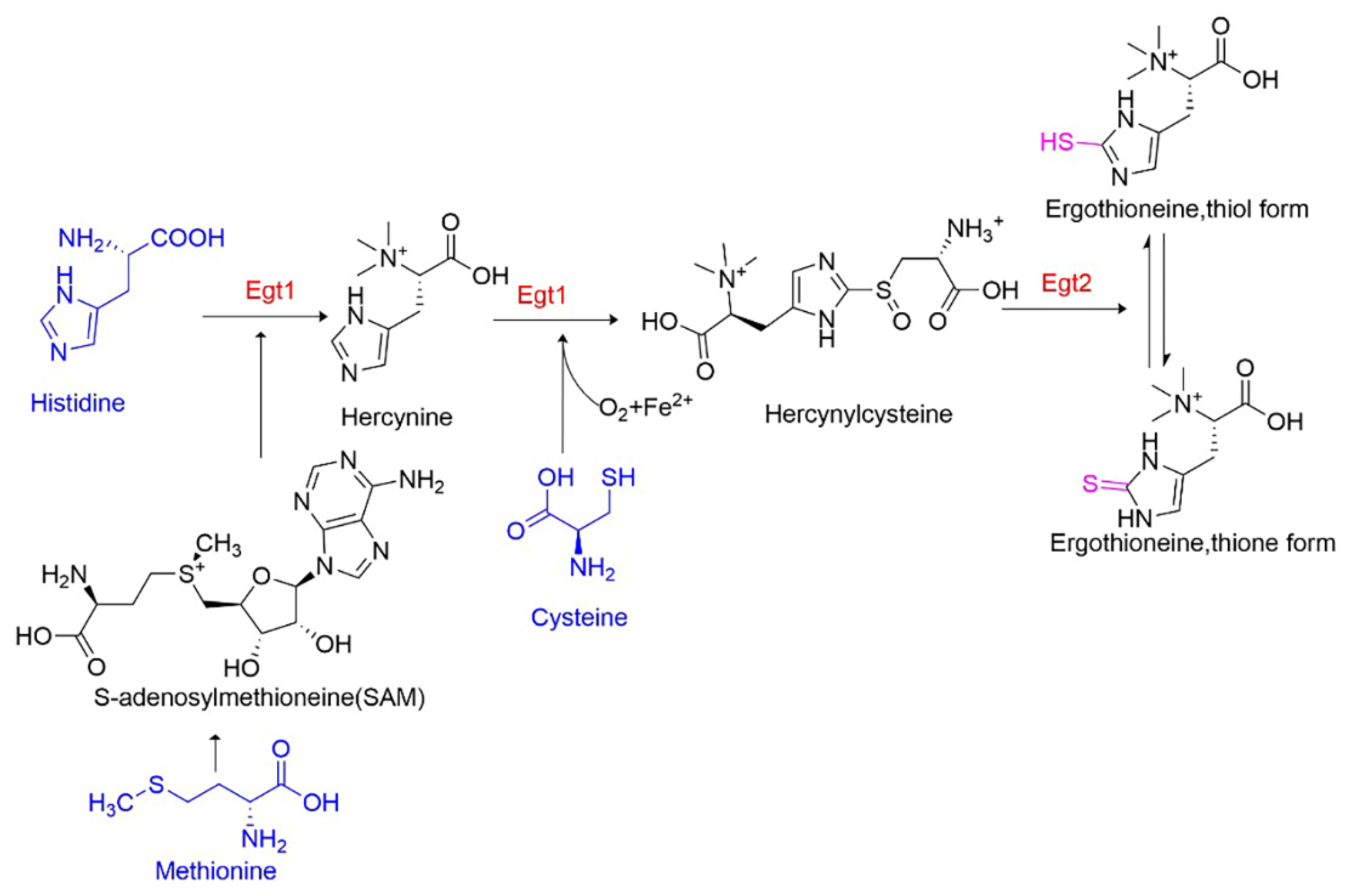Fermentation 08 00431 g001 550