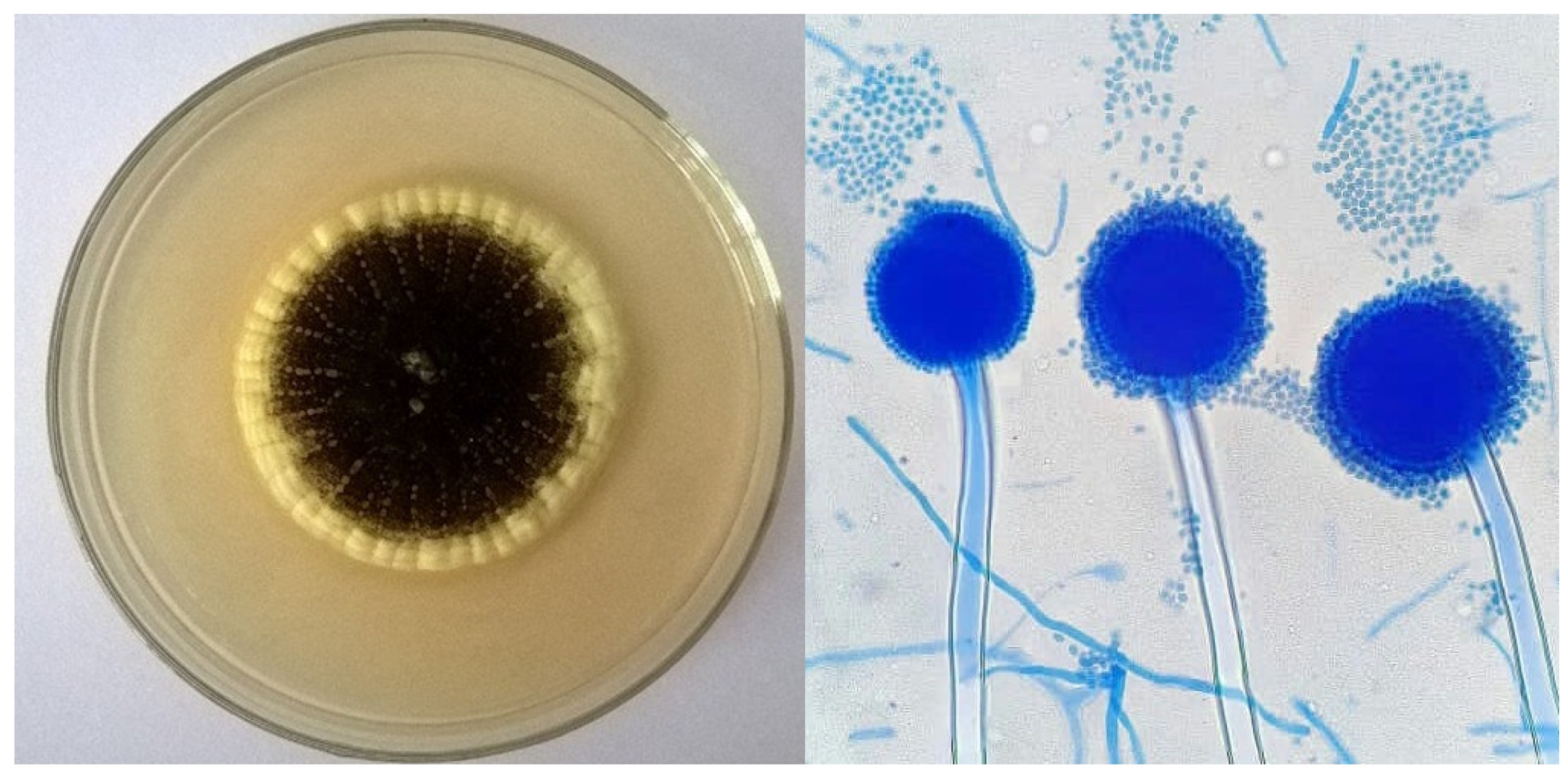 Fermentation 08 00437 g002