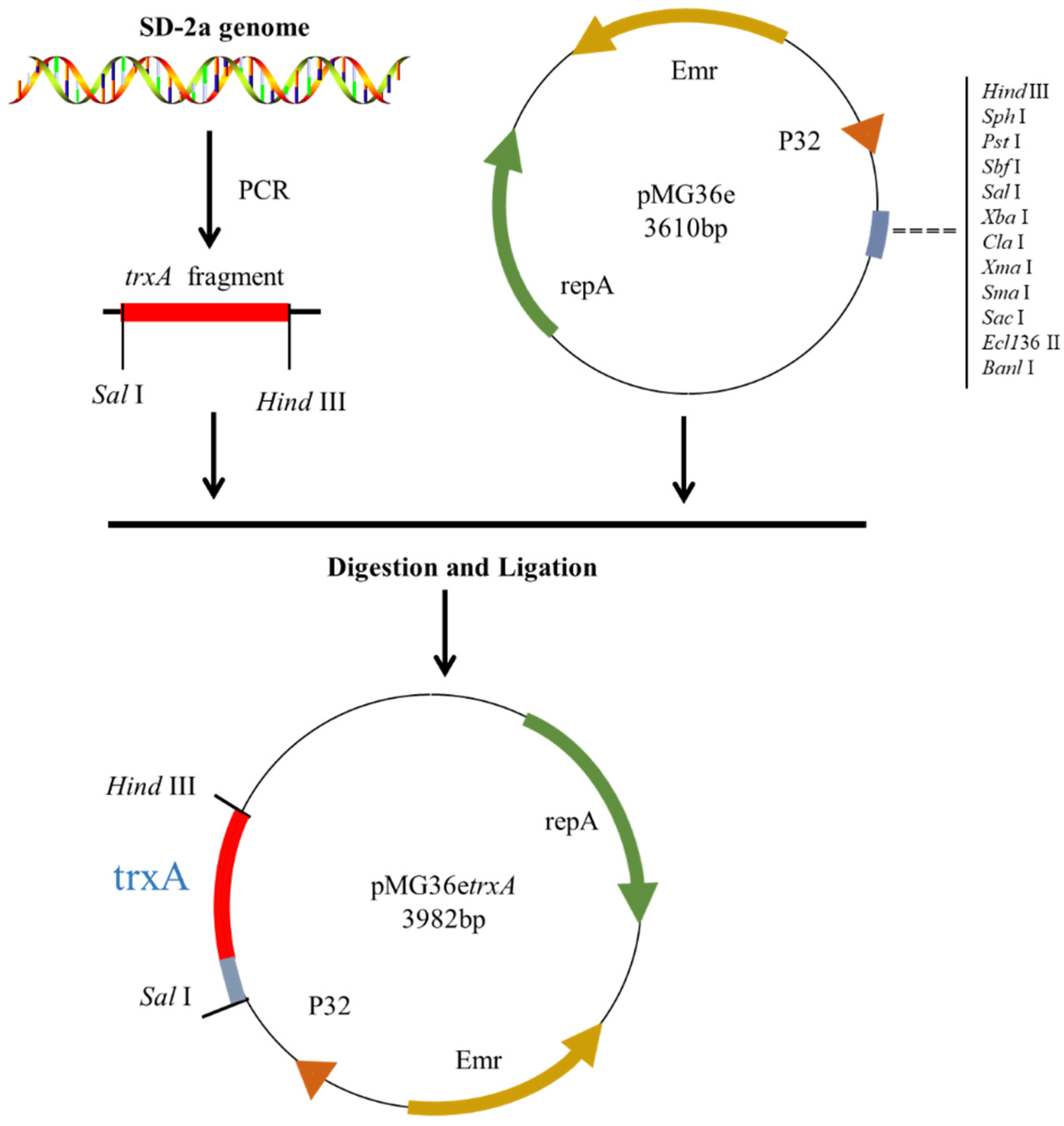 Fermentation 08 00452 g001
