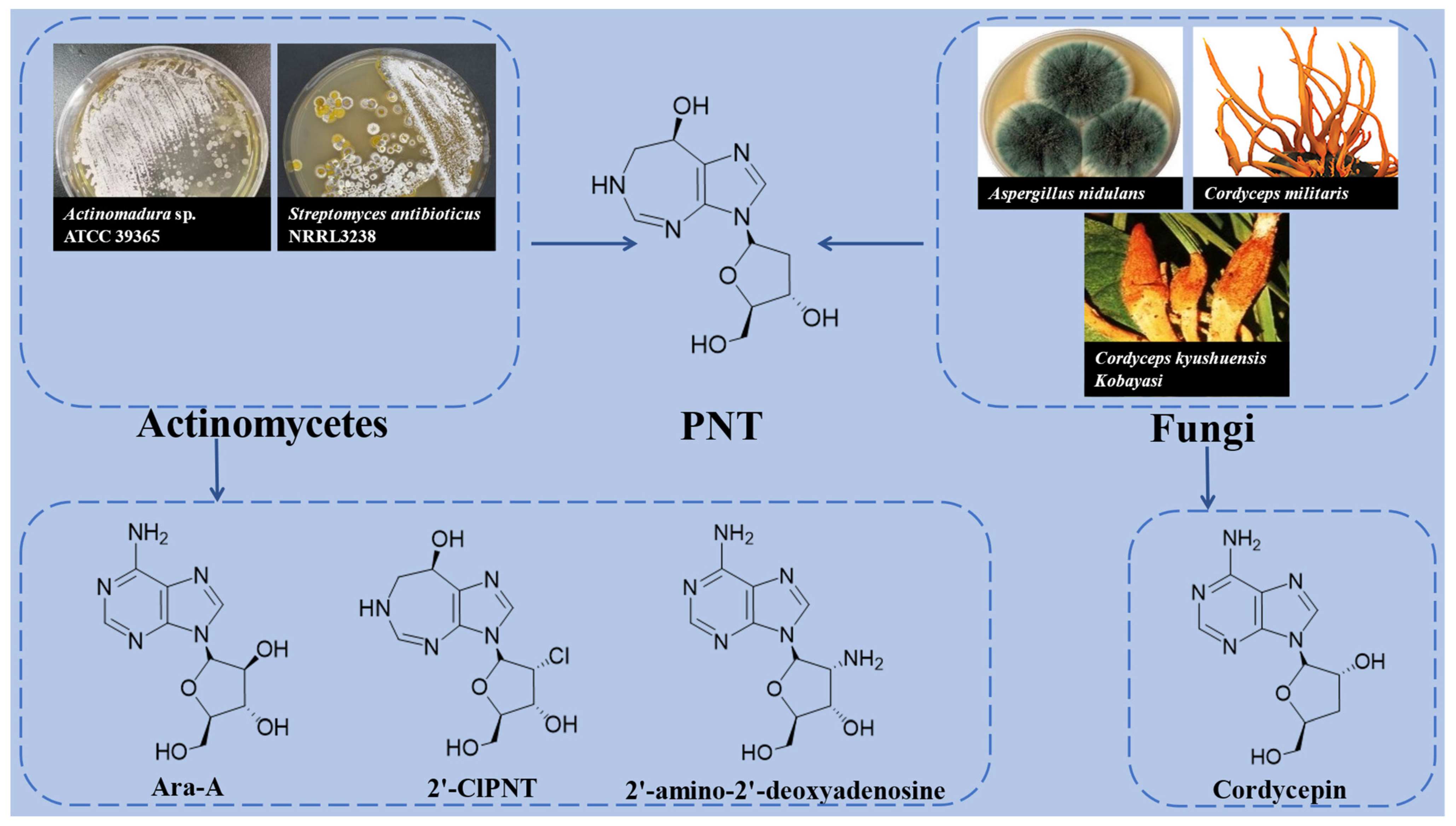 ピロ Pentostatin Biosynthesis Pathway Elucidation and Its Application