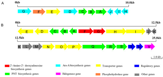 Pentostatin Biosynthesis Pathway Elucidation and Its Application
