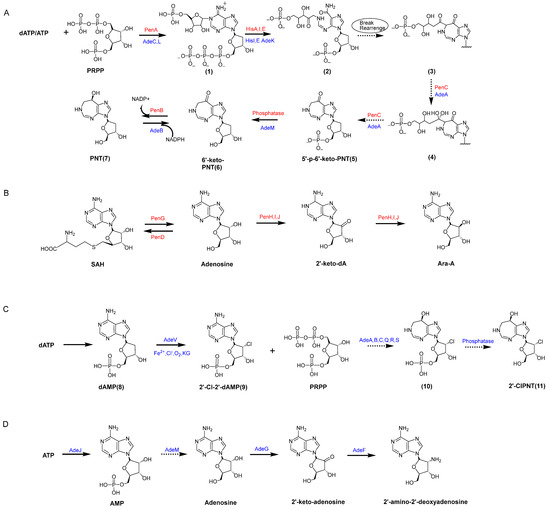 ピロ Pentostatin Biosynthesis Pathway Elucidation and Its Application