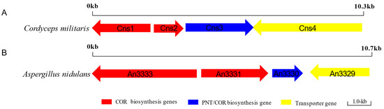 ピロ Pentostatin Biosynthesis Pathway Elucidation and Its Application