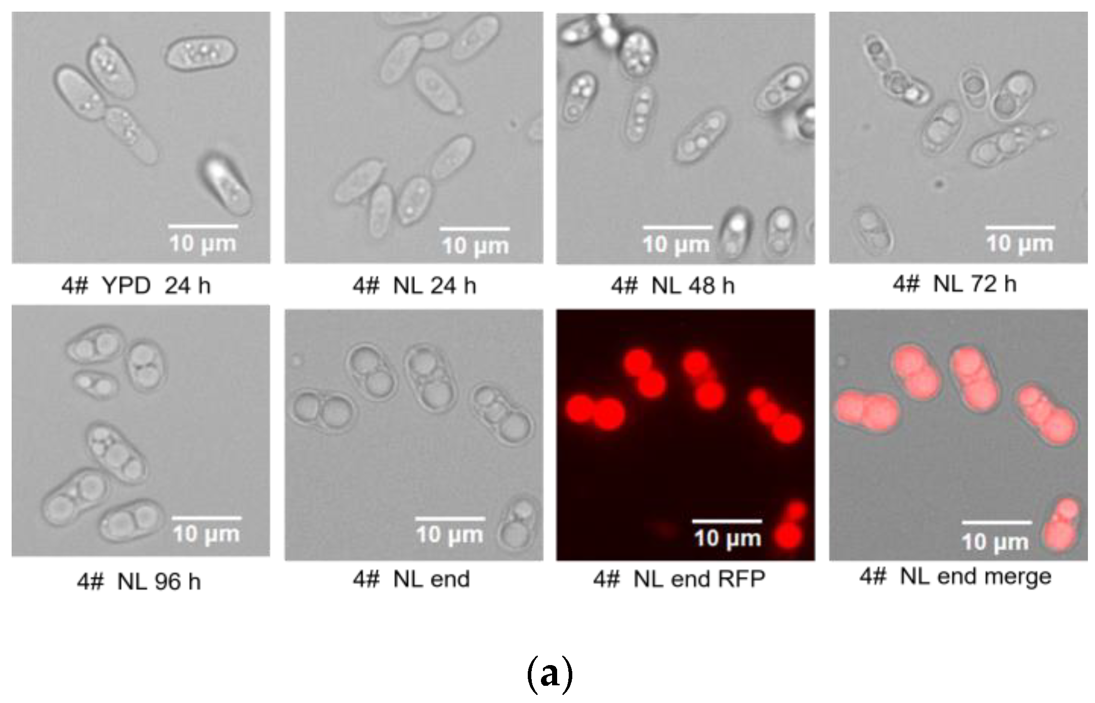 Fermentation 08 00467 g003a Fermentation 08 00467 g003a
