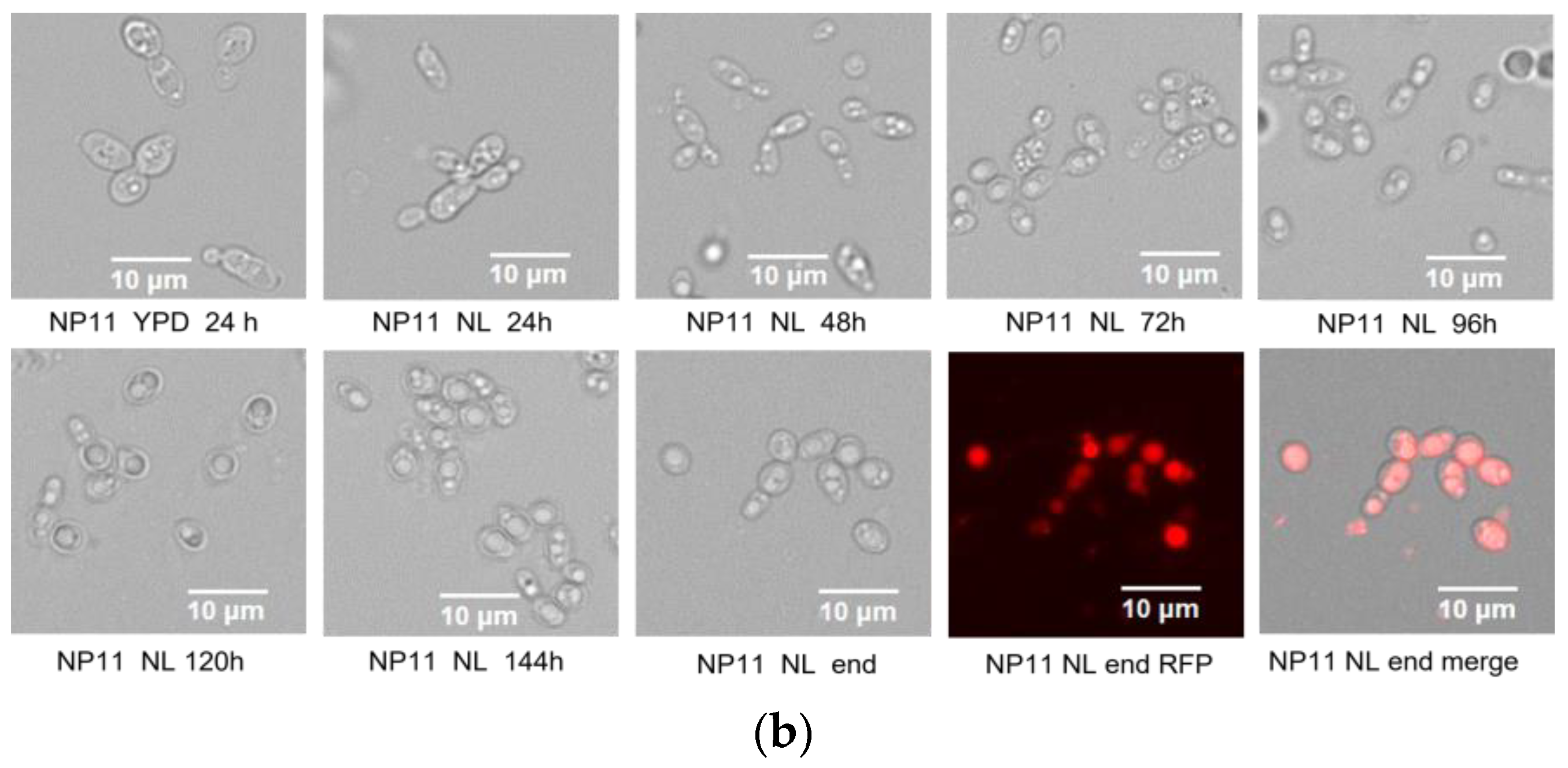 Fermentation 08 00467 g003b Fermentation 08 00467 g003b