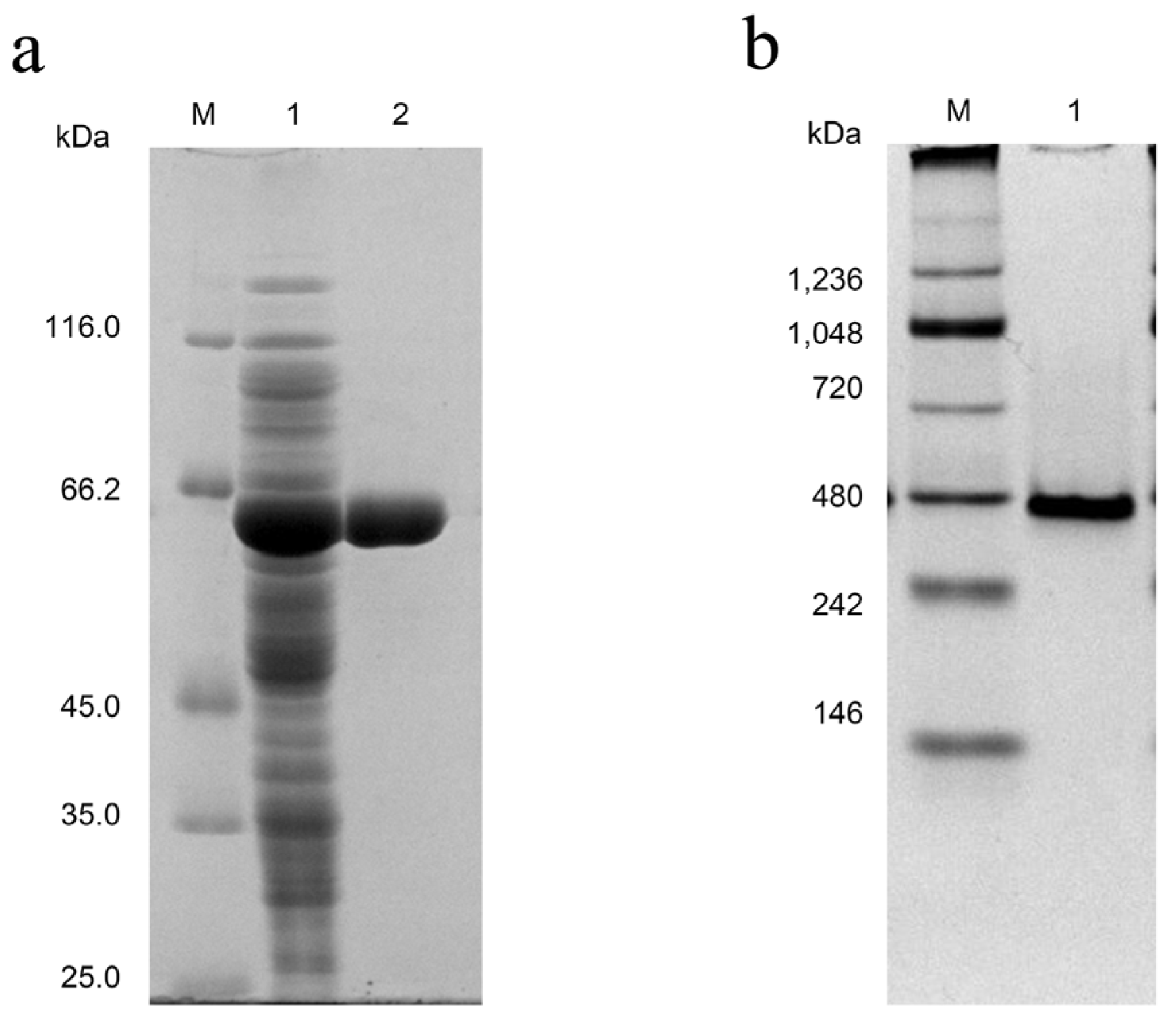 Fermentation 08 00471 g004 Fermentation 08 00471 g004
