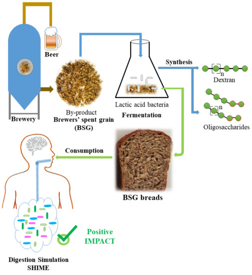 Fermentation Free FullText Fermented Brewers’ Spent Grain