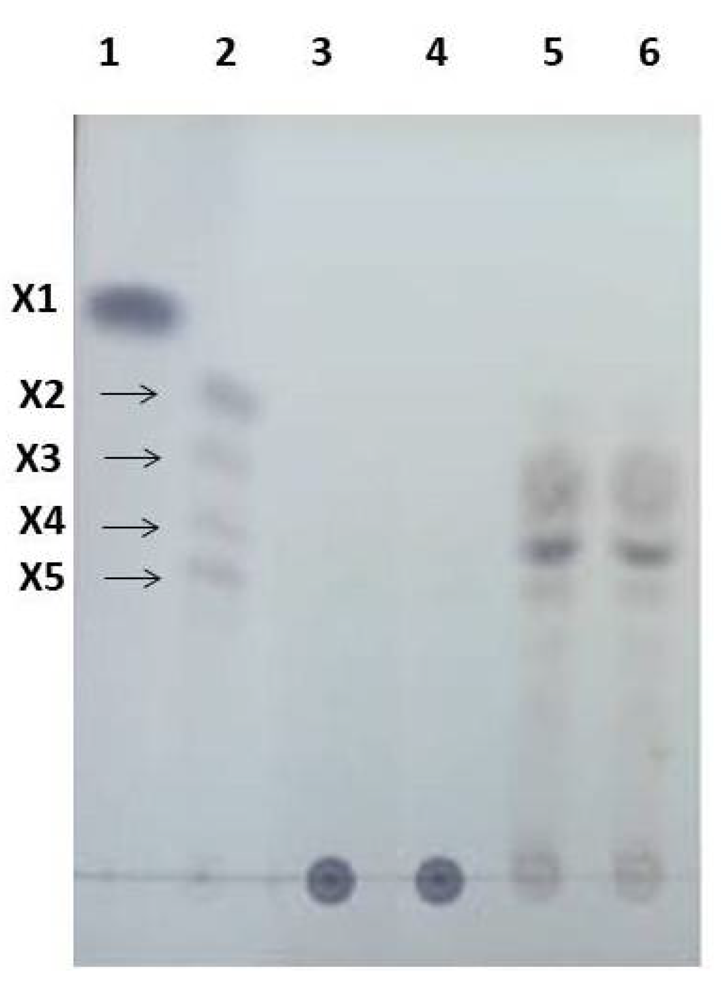 Fermentation 08 00488 g001 Fermentation 08 00488 g001