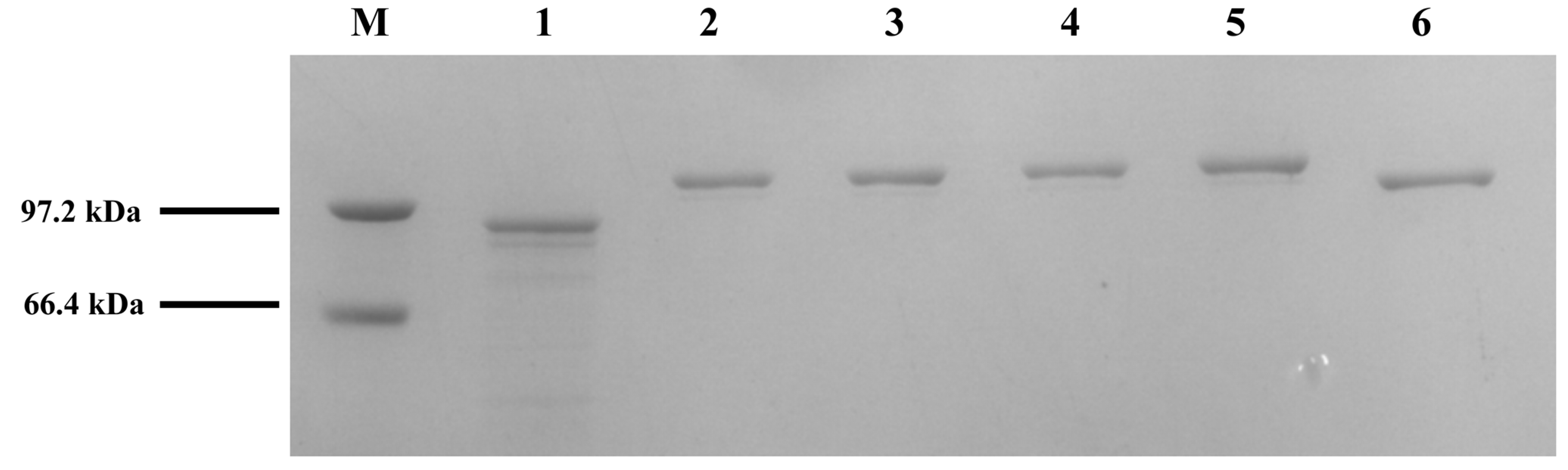 Fermentation 08 00498 g004