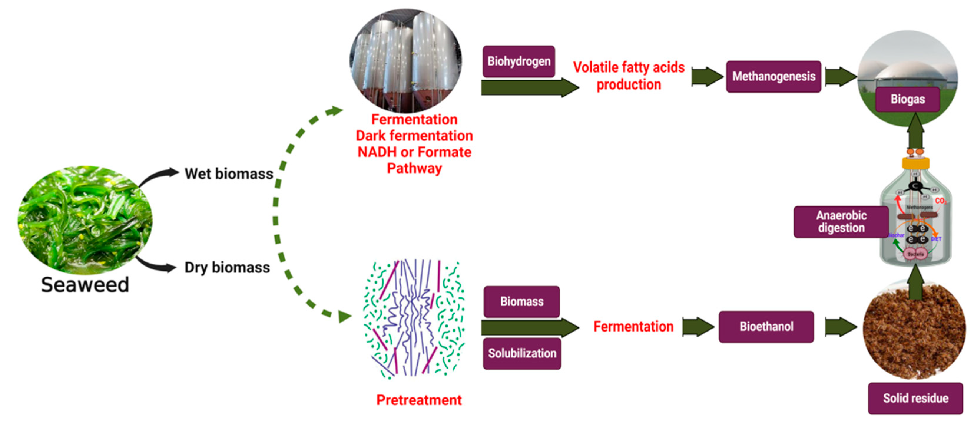 Fermentation 08 00520 g005 Fermentation 08 00520 g005