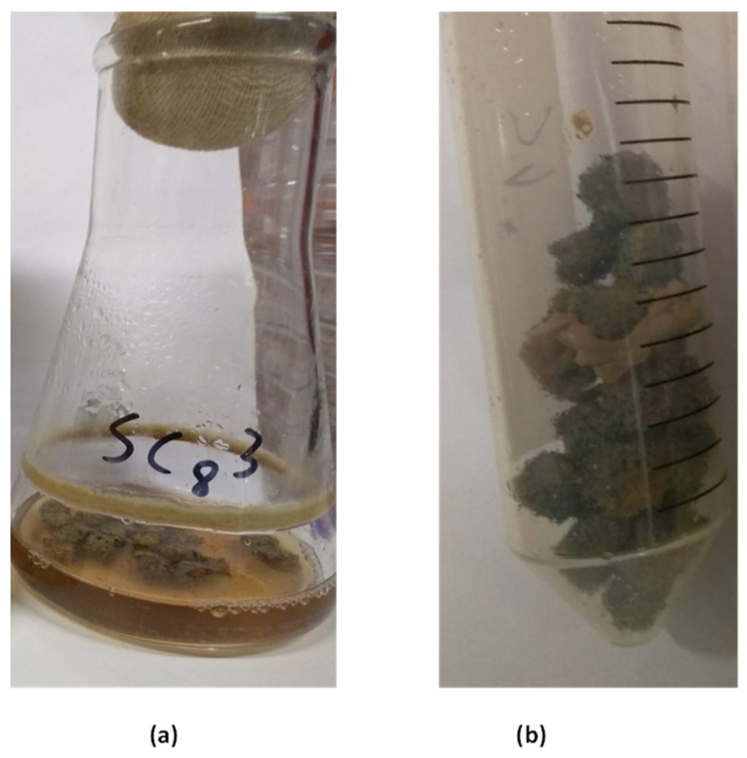 Fermentation 08 00536 g002