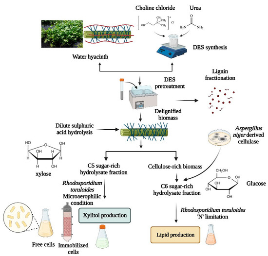 Fermentation Free FullText Deep Eutectic Solvent Pretreatment of