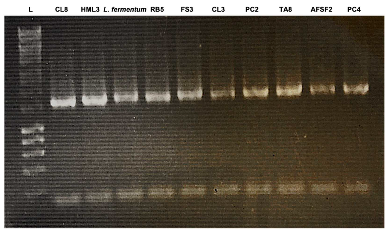 Fermentation 08 00612 g001