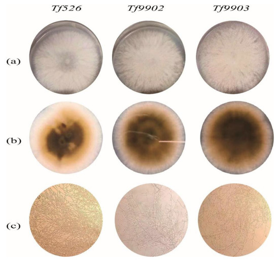 Preparation and Antioxidant Activity In Vitro of Fermented