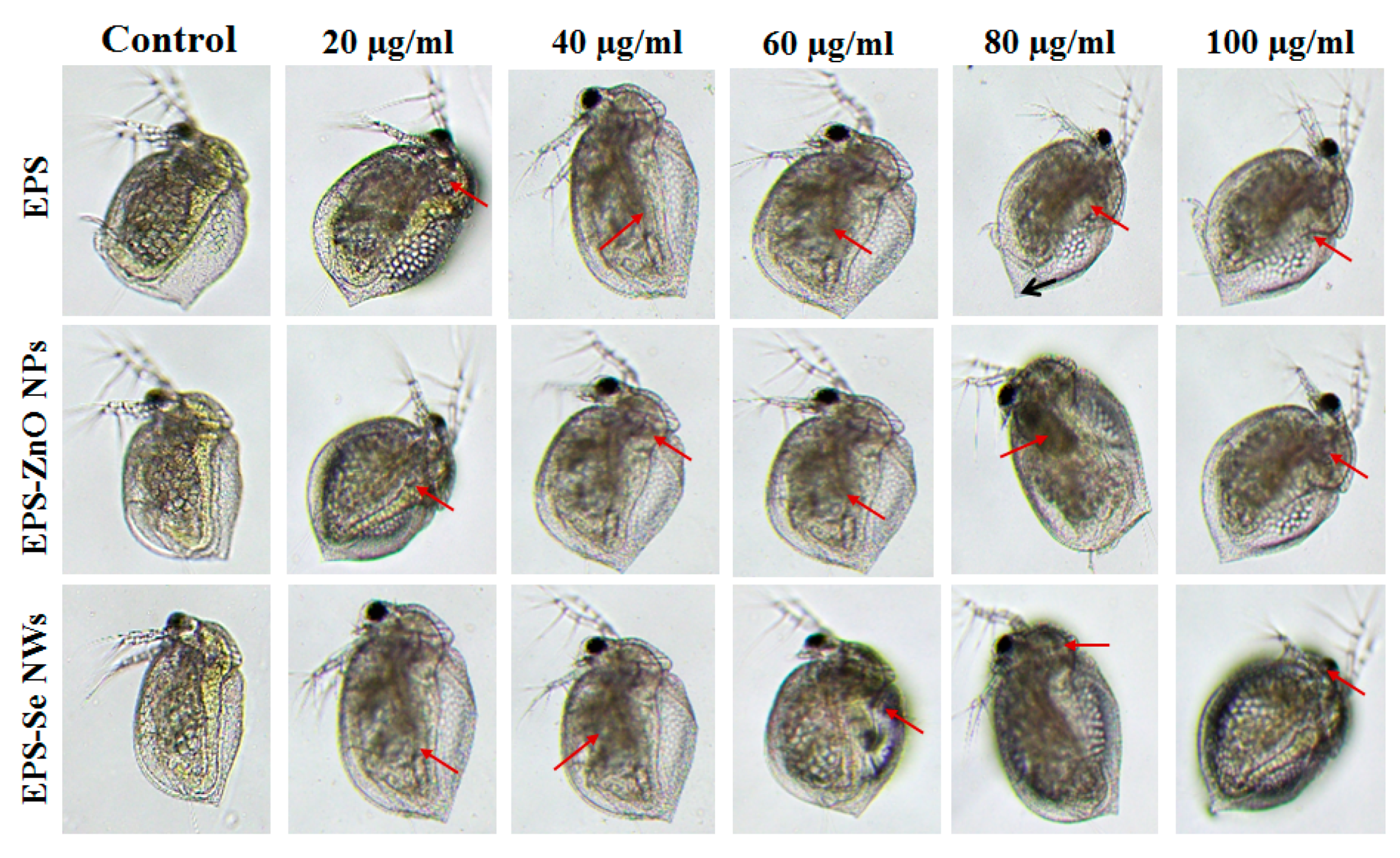 Fermentation 08 00637 g006 Fermentation 08 00637 g006