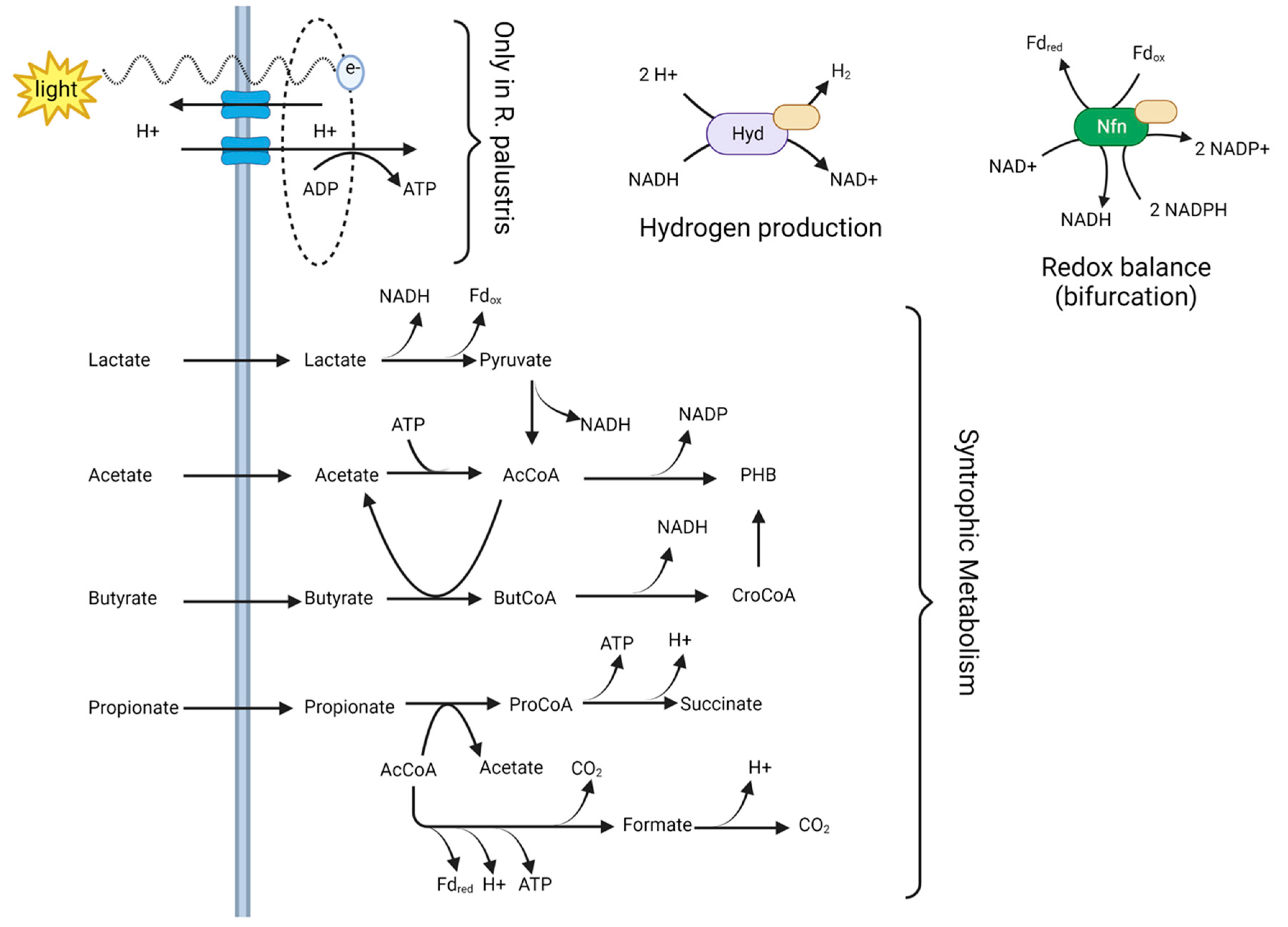 Fermentation 08 00644 g004 Fermentation 08 00644 g004