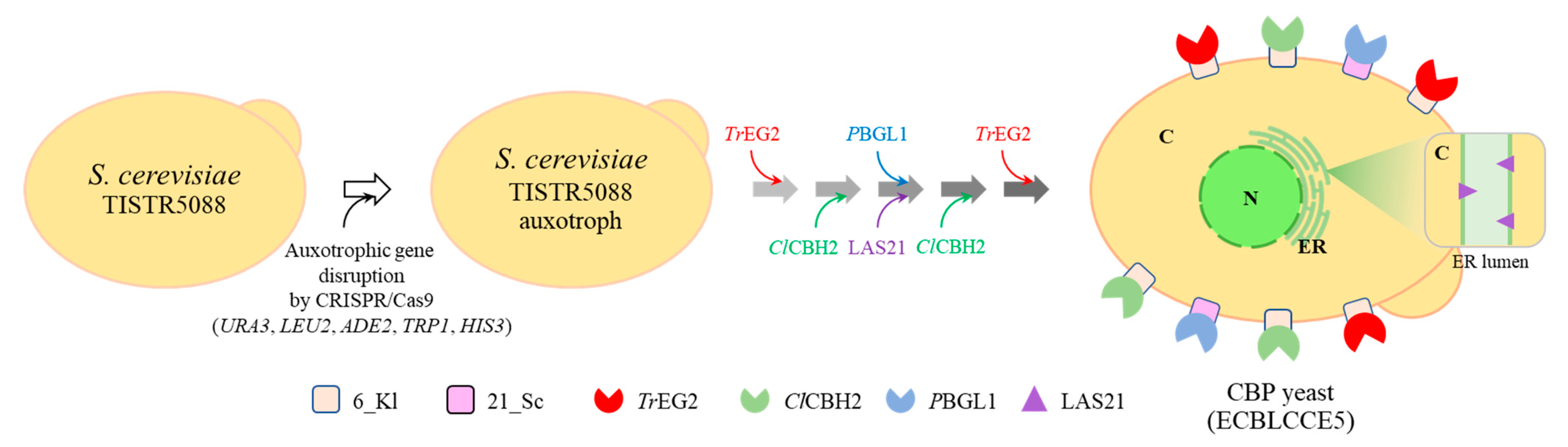 Fermentation 08 00652 g003