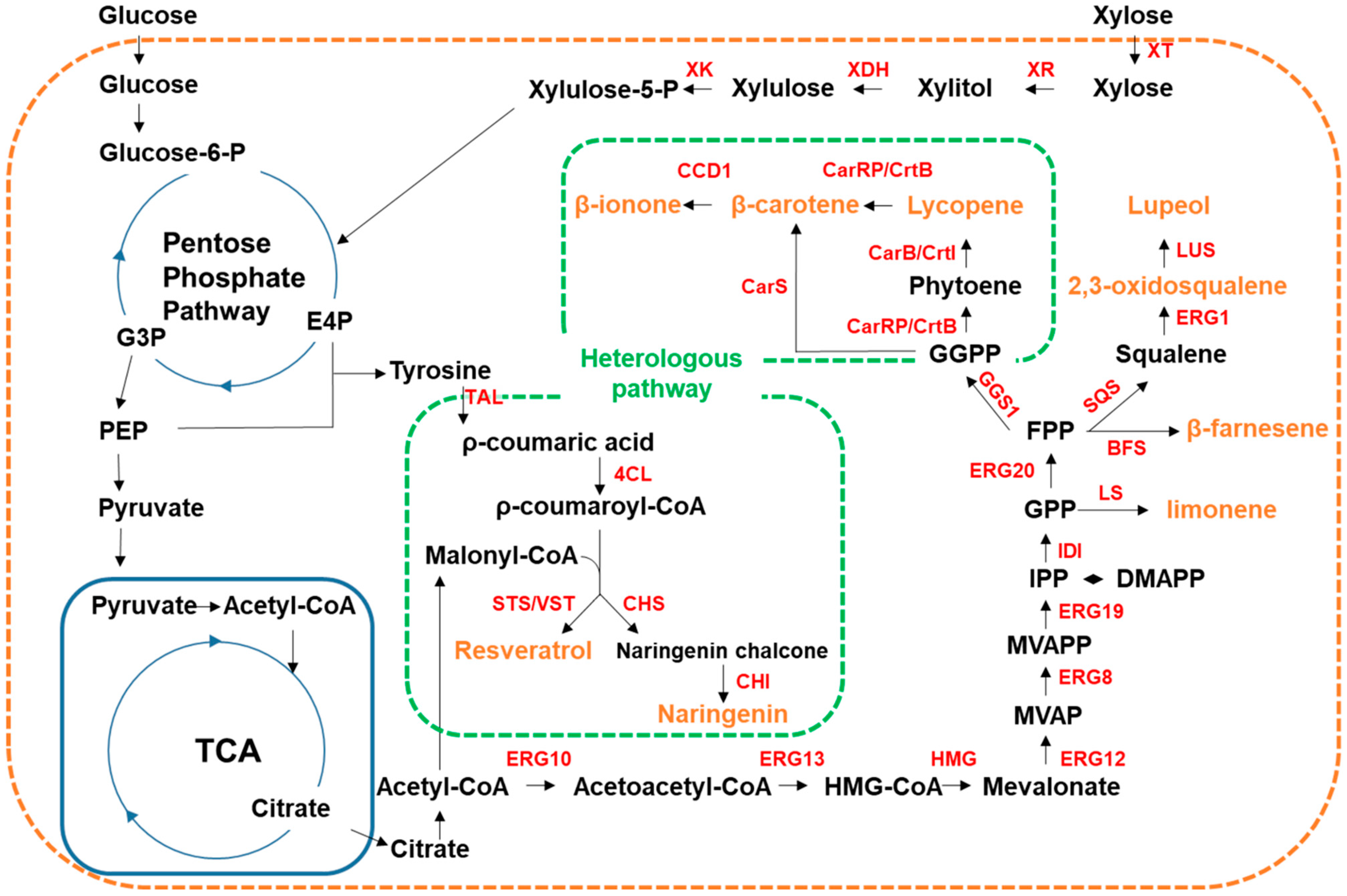 Fermentation 08 00656 g003 Fermentation 08 00656 g003