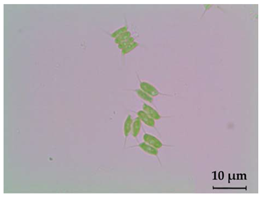 Fermentation 08 00658 i005