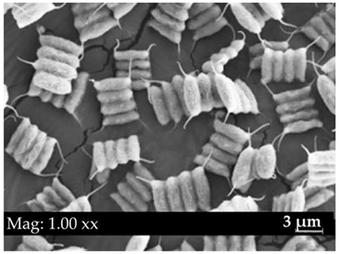 Fermentation 08 00658 i006