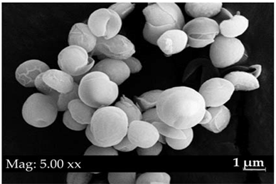 Fermentation 08 00658 i022