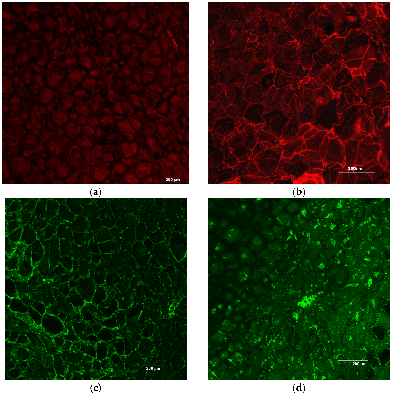 Fermentation 08 00659 g001a 550